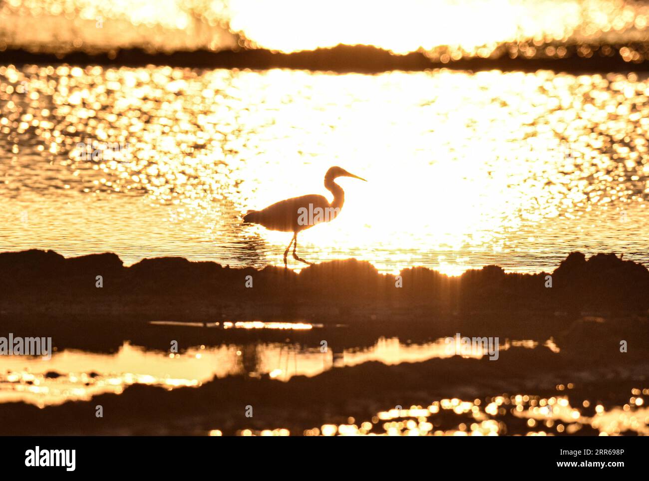 210201 -- HAIKOU, 2. Februar 2021 -- Ein Reiher ruht in einem Feuchtgebiet in der Stadt Hele in der Stadt Wanning, Provinz Hainan in Südchina, 15. Januar 2021. Die südchinesische Insel Hainan hat eine Umfrage über Wasservögel gestartet, die über die Insel hinweg überwintern und 50 Lebensräume von Wasservögeln an der Küste abdecken, um ihre Art, Anzahl und Verteilung besser zu verstehen. Im Rahmen der diesjährigen Erhebung wurden insgesamt 30.700 Wasservögel von 65 Arten erfasst. Am 2. Februar findet der 25. World Wetlands Day statt. Das Feuchtgebiet in Hainan erstreckt sich über eine Fläche von 320.000 Hektar und bietet damit einen günstigen Lebensraum für Wasservögel. HAINAN LOOKCHINA-HAI Stockfoto