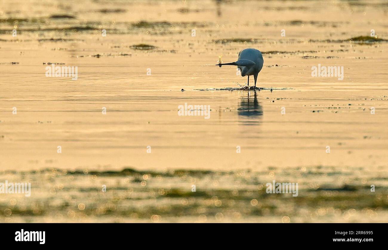 210201 -- HAIKOU, 2. Februar 2021 -- Ein Reiher, Der im Hainan Xinying Mangrove National Wetland Park in der Stadt Danzhou, Provinz Hainan in Südchina, 18. Januar 2021, gefischt wird. Die südchinesische Insel Hainan hat eine Umfrage über Wasservögel gestartet, die über die Insel hinweg überwintern und 50 Lebensräume von Wasservögeln an der Küste abdecken, um ihre Art, Anzahl und Verteilung besser zu verstehen. Im Rahmen der diesjährigen Erhebung wurden insgesamt 30.700 Wasservögel von 65 Arten erfasst. Am 2. Februar findet der 25. World Wetlands Day statt. Das Feuchtgebiet in Hainan umfasst eine Fläche von 320.000 Hektar, die einen günstigen Lebensraum für Wasserbiere bietet Stockfoto