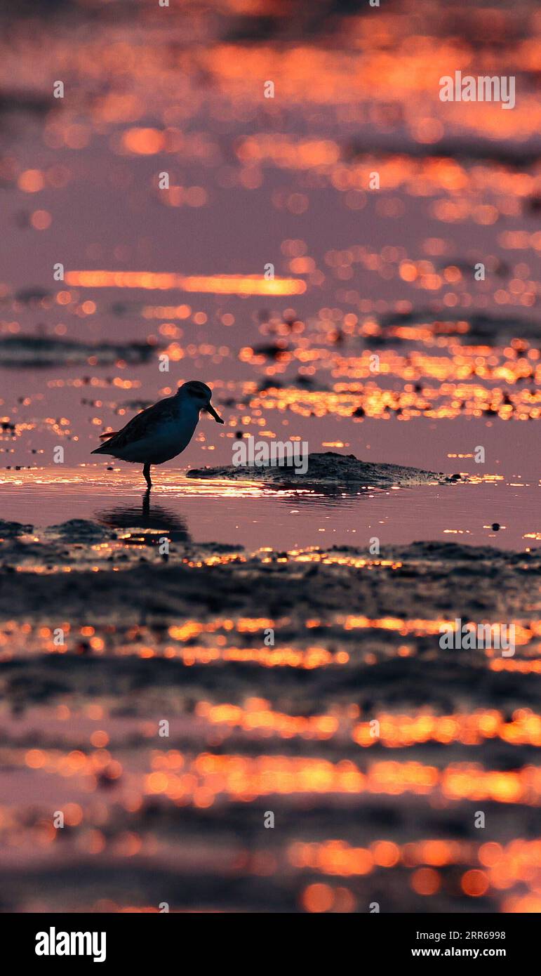 210201 -- HAIKOU, 2. Februar 2021 -- Ein Löffel-Sandpiper-Futter im Xinyingwan Mangroven-Naturschutzgebiet in der Stadt Danzhou, südchinesische Provinz Hainan, 19. Januar 2021. Die südchinesische Insel Hainan hat eine Umfrage über Wasservögel gestartet, die über die Insel hinweg überwintern und 50 Lebensräume von Wasservögeln an der Küste abdecken, um ihre Art, Anzahl und Verteilung besser zu verstehen. Im Rahmen der diesjährigen Erhebung wurden insgesamt 30.700 Wasservögel von 65 Arten erfasst. Am 2. Februar findet der 25. World Wetlands Day statt. Feuchtgebiete in Hainan umfassen eine Fläche von 320.000 Hektar und bieten einen günstigen Lebensraum für Wa Stockfoto