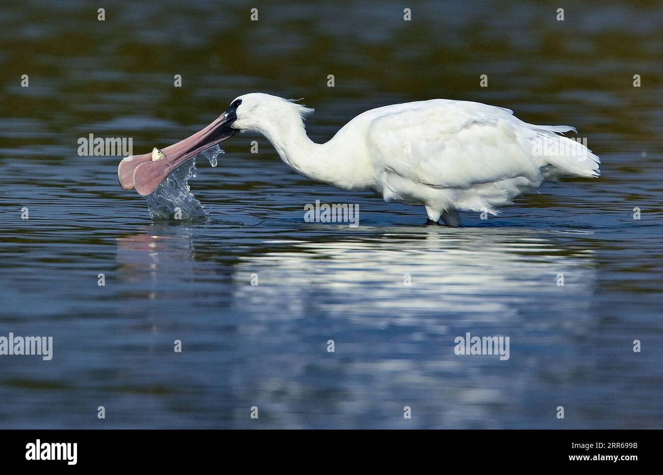 210201 -- HAIKOU, 2. Februar 2021 -- Ein schwarzgesichtiger Löffelschnabel fortet im Dorf Panshan in der Stadt Xinzhou in der Stadt Danzhou, Provinz Hainan in Südchina, 19. Januar 2021. Die südchinesische Insel Hainan hat eine Umfrage über Wasservögel gestartet, die über die Insel hinweg überwintern und 50 Lebensräume von Wasservögeln an der Küste abdecken, um ihre Art, Anzahl und Verteilung besser zu verstehen. Im Rahmen der diesjährigen Erhebung wurden insgesamt 30.700 Wasservögel von 65 Arten erfasst. Am 2. Februar findet der 25. World Wetlands Day statt. Das Feuchtgebiet in Hainan umfasst eine Fläche von 320.000 Hektar und bietet einen günstigen Lebensraum für Wasserbärke Stockfoto