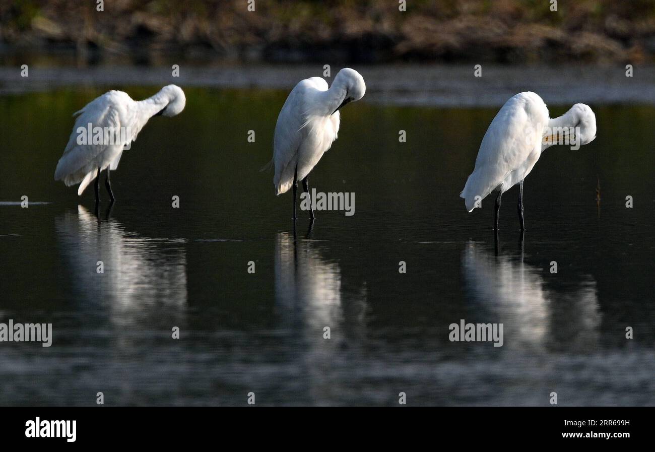 210201 -- HAIKOU, 2. Februar 2021 -- Reiher ruhen im Dorf Panshan in der Stadt Xinzhou in der Stadt Danzhou, Provinz Hainan in Südchina, 19. Januar 2021. Die südchinesische Insel Hainan hat eine Umfrage über Wasservögel gestartet, die über die Insel hinweg überwintern und 50 Lebensräume von Wasservögeln an der Küste abdecken, um ihre Art, Anzahl und Verteilung besser zu verstehen. Im Rahmen der diesjährigen Erhebung wurden insgesamt 30.700 Wasservögel von 65 Arten erfasst. Am 2. Februar findet der 25. World Wetlands Day statt. Das Feuchtgebiet in Hainan erstreckt sich über eine Fläche von 320.000 Hektar und bietet damit einen günstigen Lebensraum für Wasservögel. HAINAN LOOKCH Stockfoto