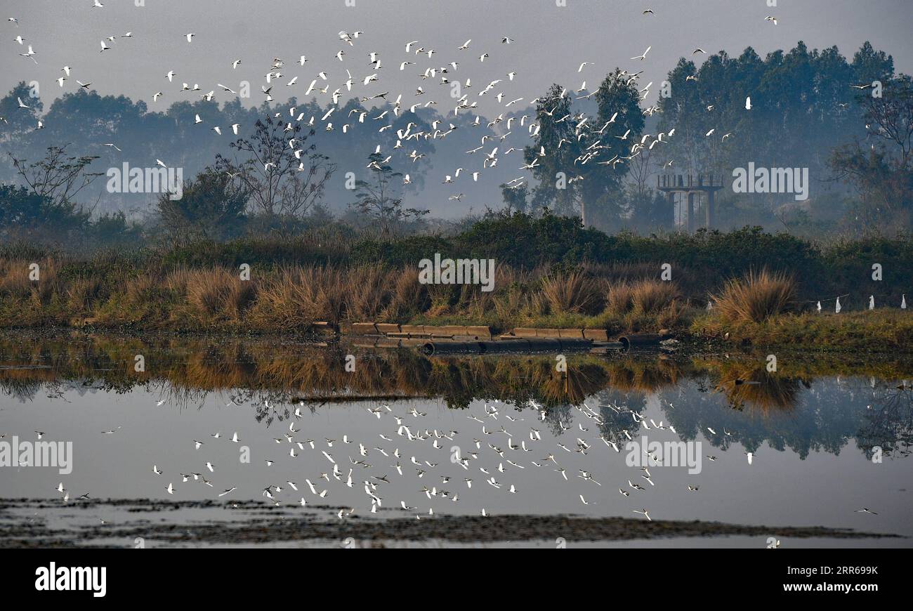 210201 -- HAIKOU, 2. Februar 2021 -- Eine Reiherherherde fliegt im Dorf Panshan in der Stadt Xinzhou in der Stadt Danzhou, Provinz Hainan in Südchina, 19. Januar 2021. Die südchinesische Insel Hainan hat eine Umfrage über Wasservögel gestartet, die über die Insel hinweg überwintern und 50 Lebensräume von Wasservögeln an der Küste abdecken, um ihre Art, Anzahl und Verteilung besser zu verstehen. Im Rahmen der diesjährigen Erhebung wurden insgesamt 30.700 Wasservögel von 65 Arten erfasst. Am 2. Februar findet der 25. World Wetlands Day statt. Das Feuchtgebiet in Hainan erstreckt sich über eine Fläche von 320.000 Hektar und bietet damit einen günstigen Lebensraum für Wasservögel. HAI Stockfoto