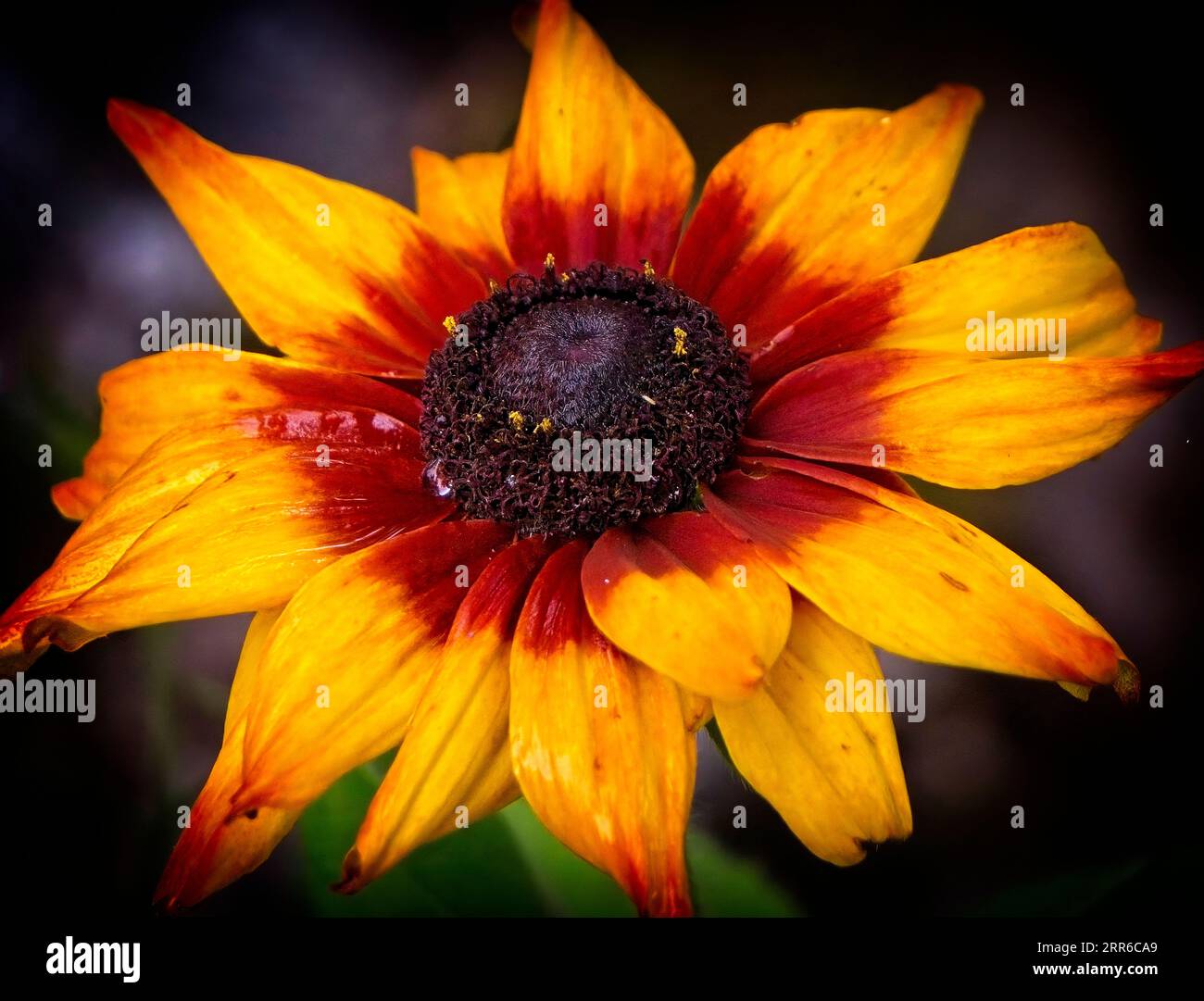 Rudbeckia [Gloriosa Daisy] Nahaufnahme Banff Alberta Stockfoto