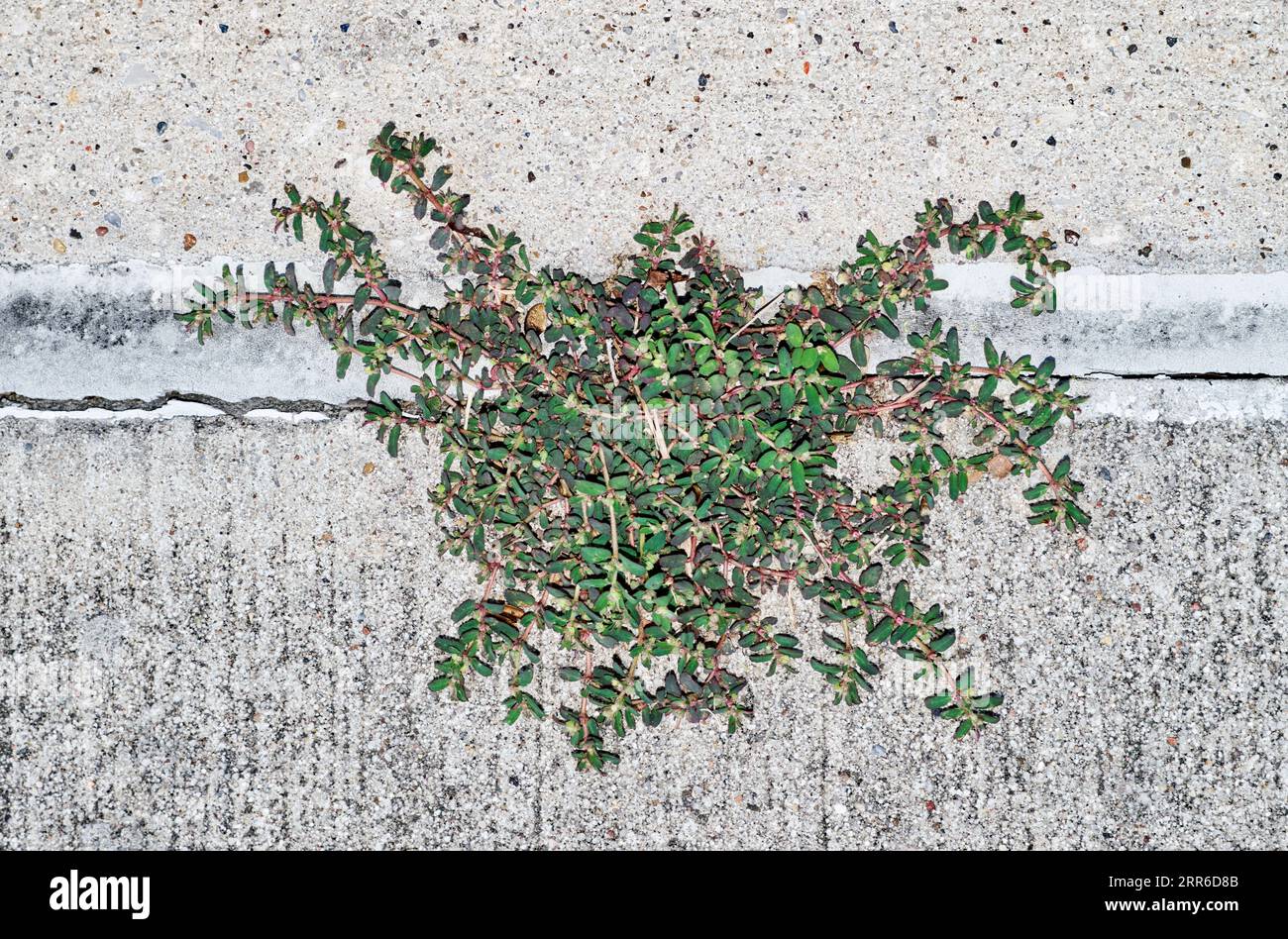 Gefleckte Spur (Euphorbia maculata), die durch einen Riss im Gehweg wächst. Schädliches invasives Unkraut, das in den USA beheimatet ist und im Sommer gedeiht. Stockfoto