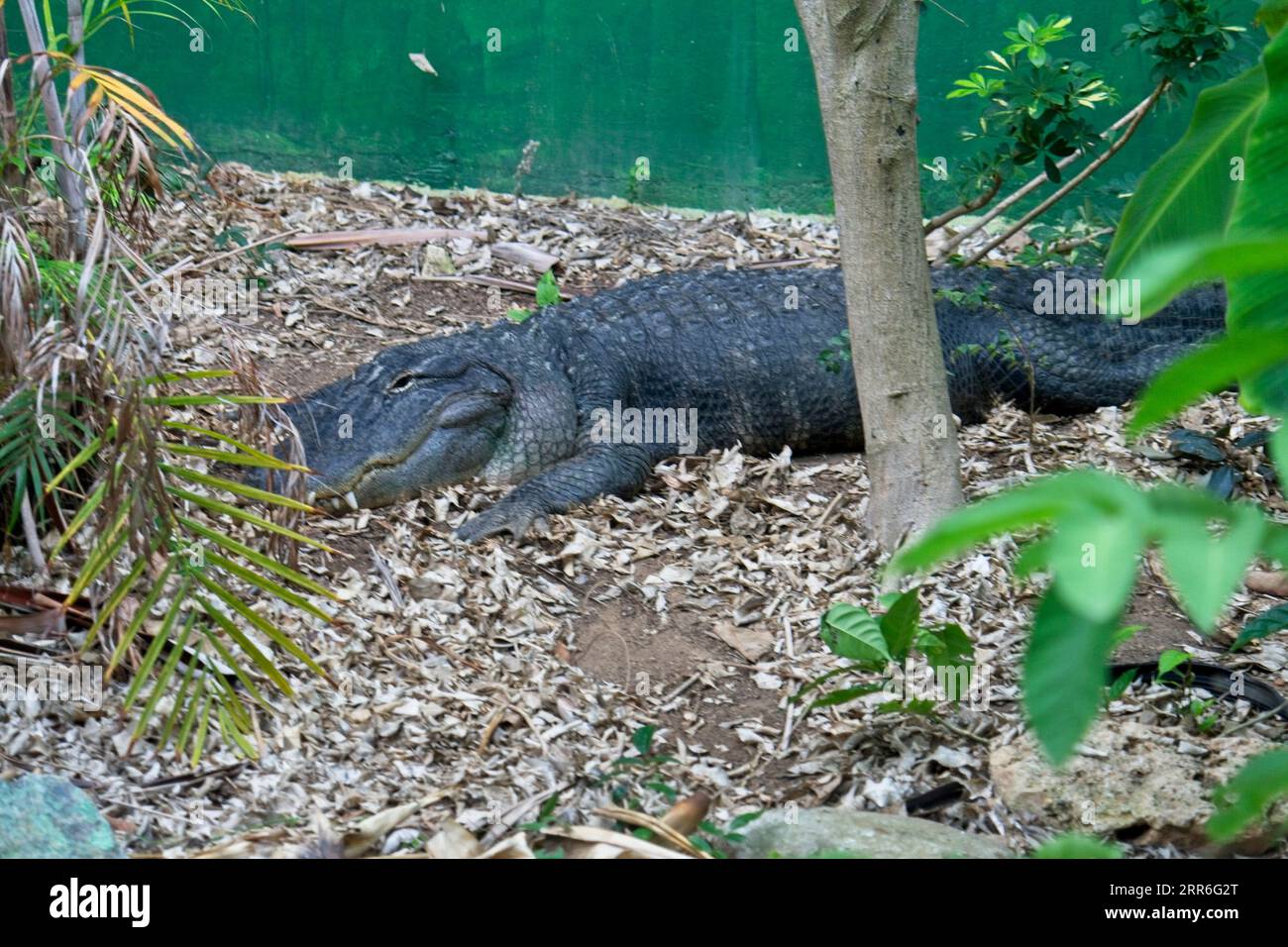 Atlanta Zoo Atlanta Georgia Stockfoto