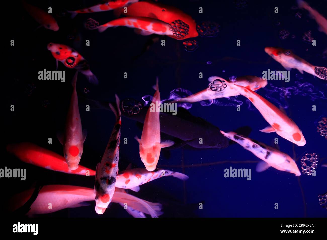 Koi-Fische im Aquarium Stockfoto