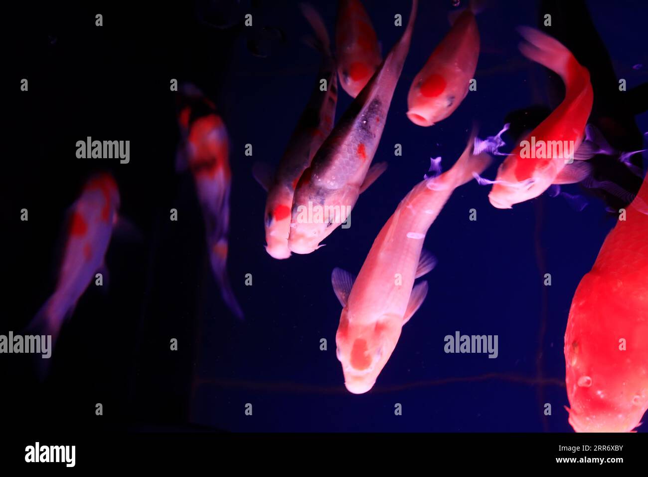 Koi-Fische im Aquarium Stockfoto