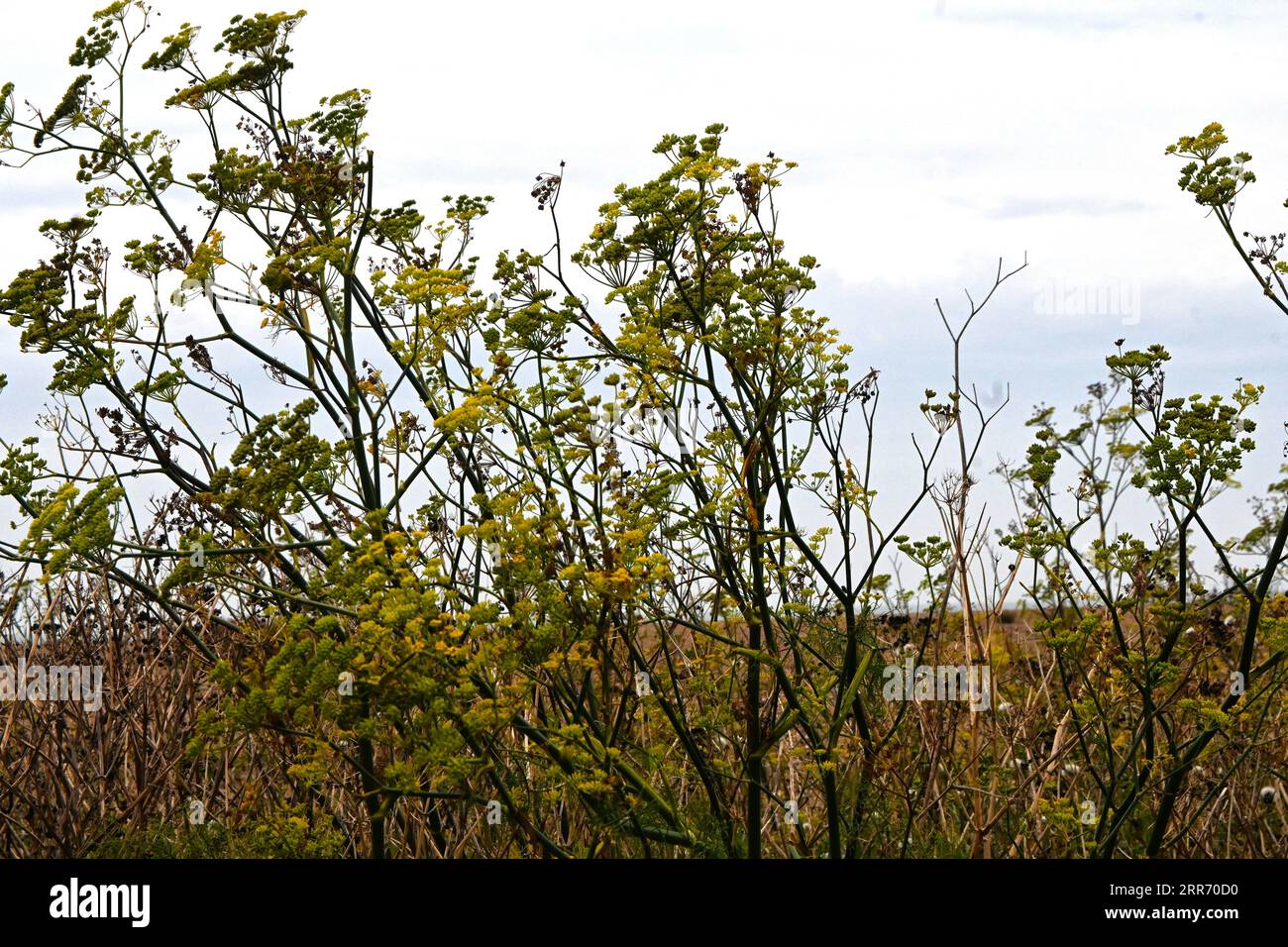 Wilder Fenchel am Strand von aldeburgh Stockfoto