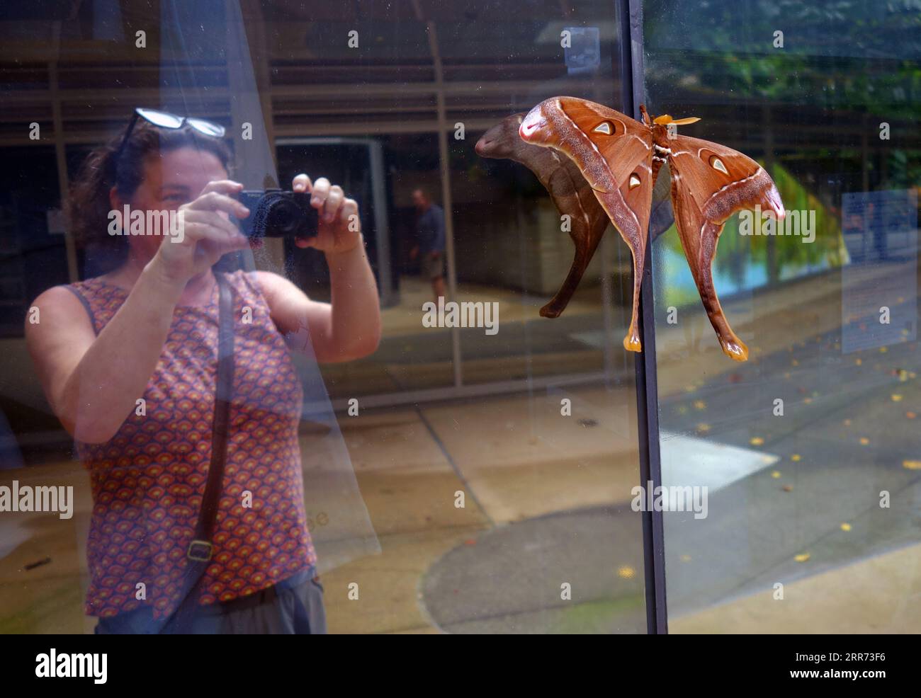 Frau fotografiert männliche Herkules-Motte (Coscinocera hercules), hoch auf reflektierendem Fenster des Gebäudes, Flecker Botanic Gardens, Cairns, Queensland, Stockfoto