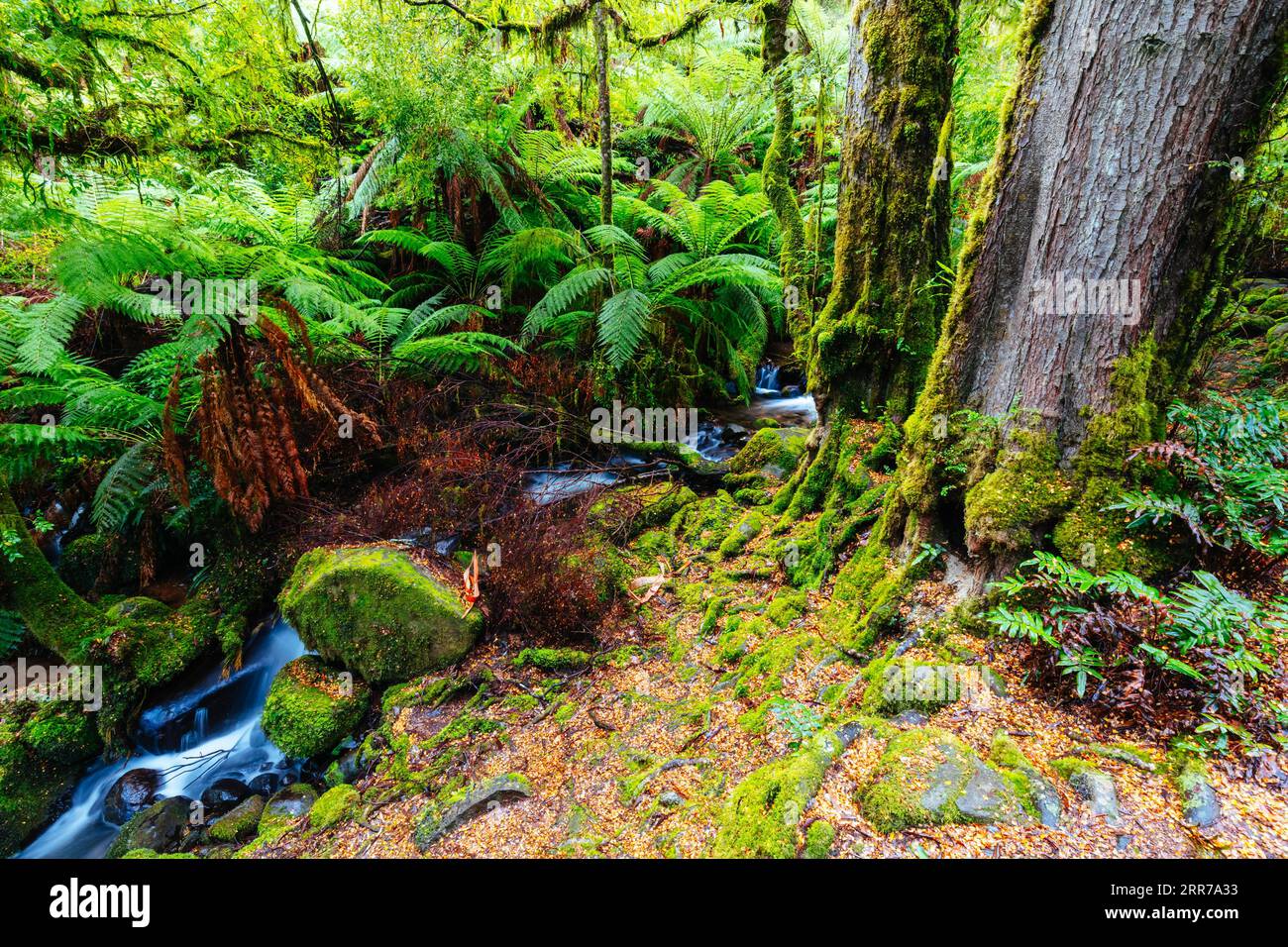Die atemberaubende öffentliche Rainforest Gallery an den Hängen des Mt Donna Buang in der Nähe von Warburton Victoria, Australien Stockfoto