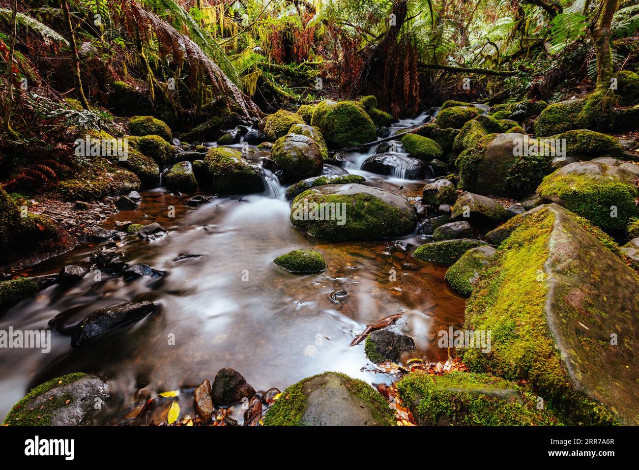 Die atemberaubende öffentliche Rainforest Gallery an den Hängen des Mt Donna Buang in der Nähe von Warburton Victoria, Australien Stockfoto