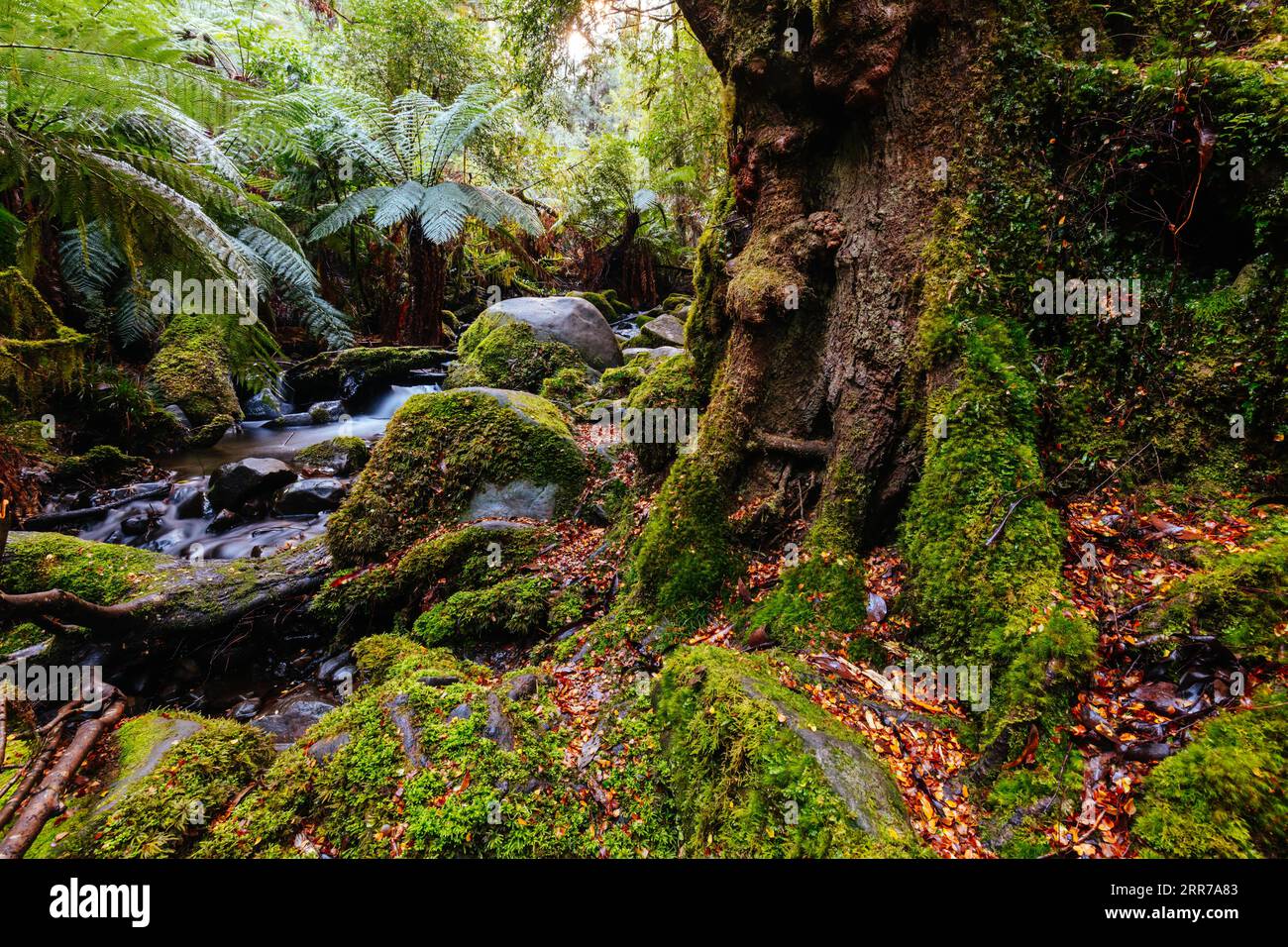 Die atemberaubende öffentliche Rainforest Gallery an den Hängen des Mt Donna Buang in der Nähe von Warburton Victoria, Australien Stockfoto