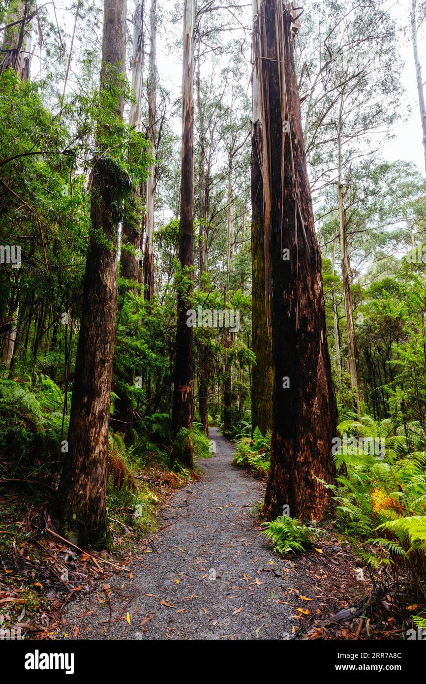 Die beliebten Wanderwege nach La La Falls nach starken Regenfällen in Warburton, Victoria, Australien Stockfoto