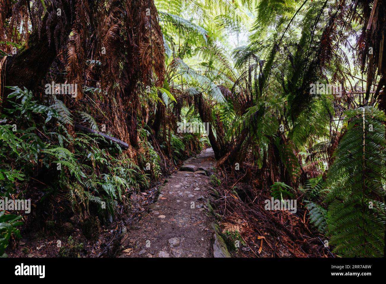 Die beliebten Wanderwege nach La La Falls nach starken Regenfällen in Warburton, Victoria, Australien Stockfoto