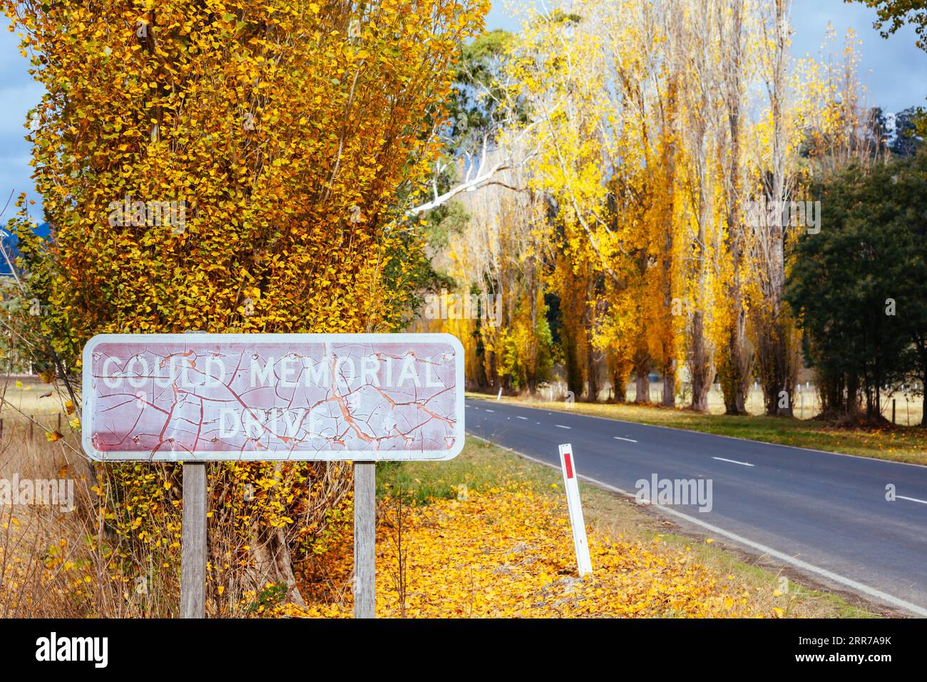 Der legendäre Gould Memorial Drive in herbstlichen Farben auf der Buxton-Marysville Rd in der Nähe der ländlichen Stadt Marysville in Victoria, Australien Stockfoto