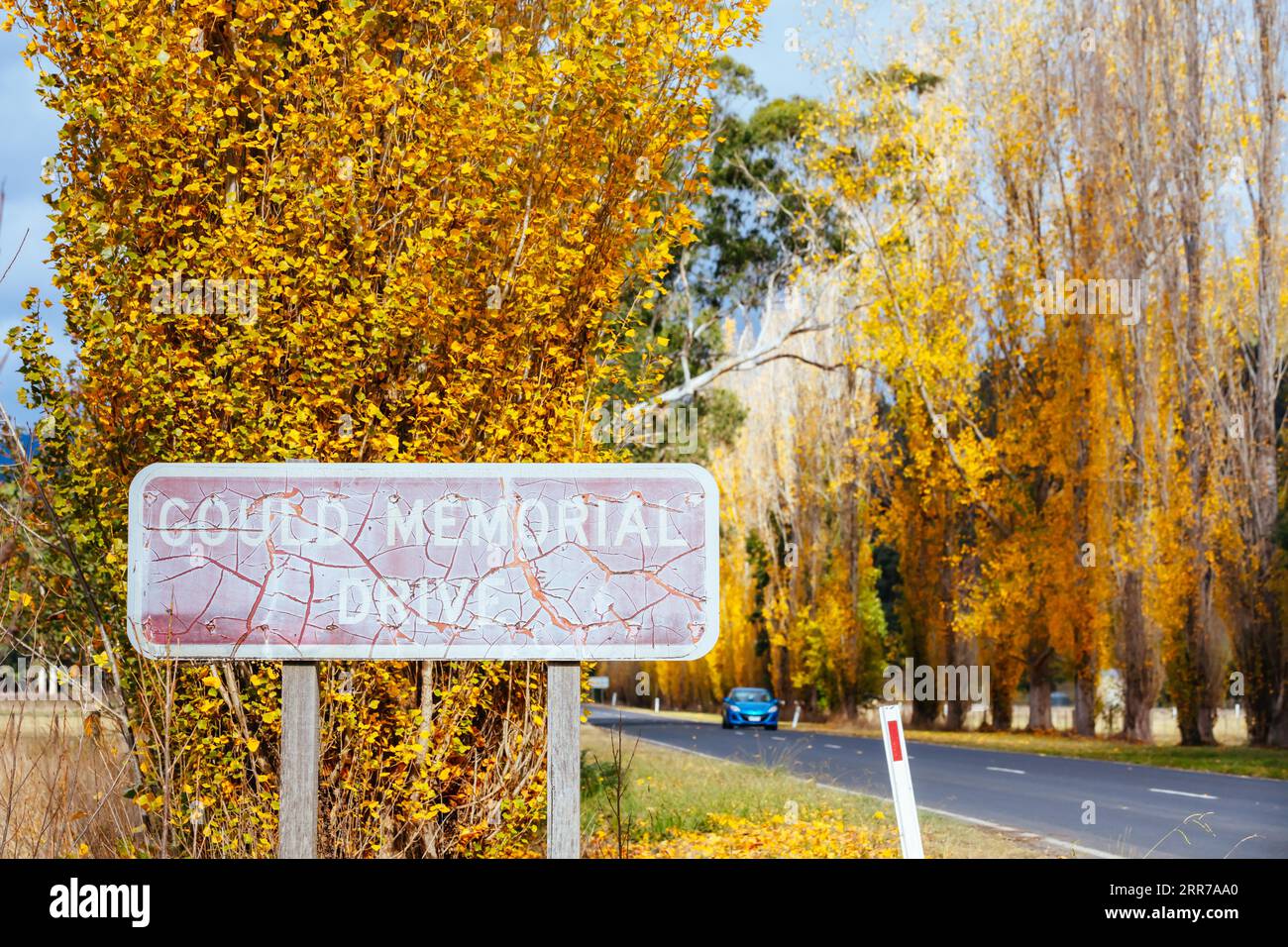 Der legendäre Gould Memorial Drive in herbstlichen Farben auf der Buxton-Marysville Rd in der Nähe der ländlichen Stadt Marysville in Victoria, Australien Stockfoto