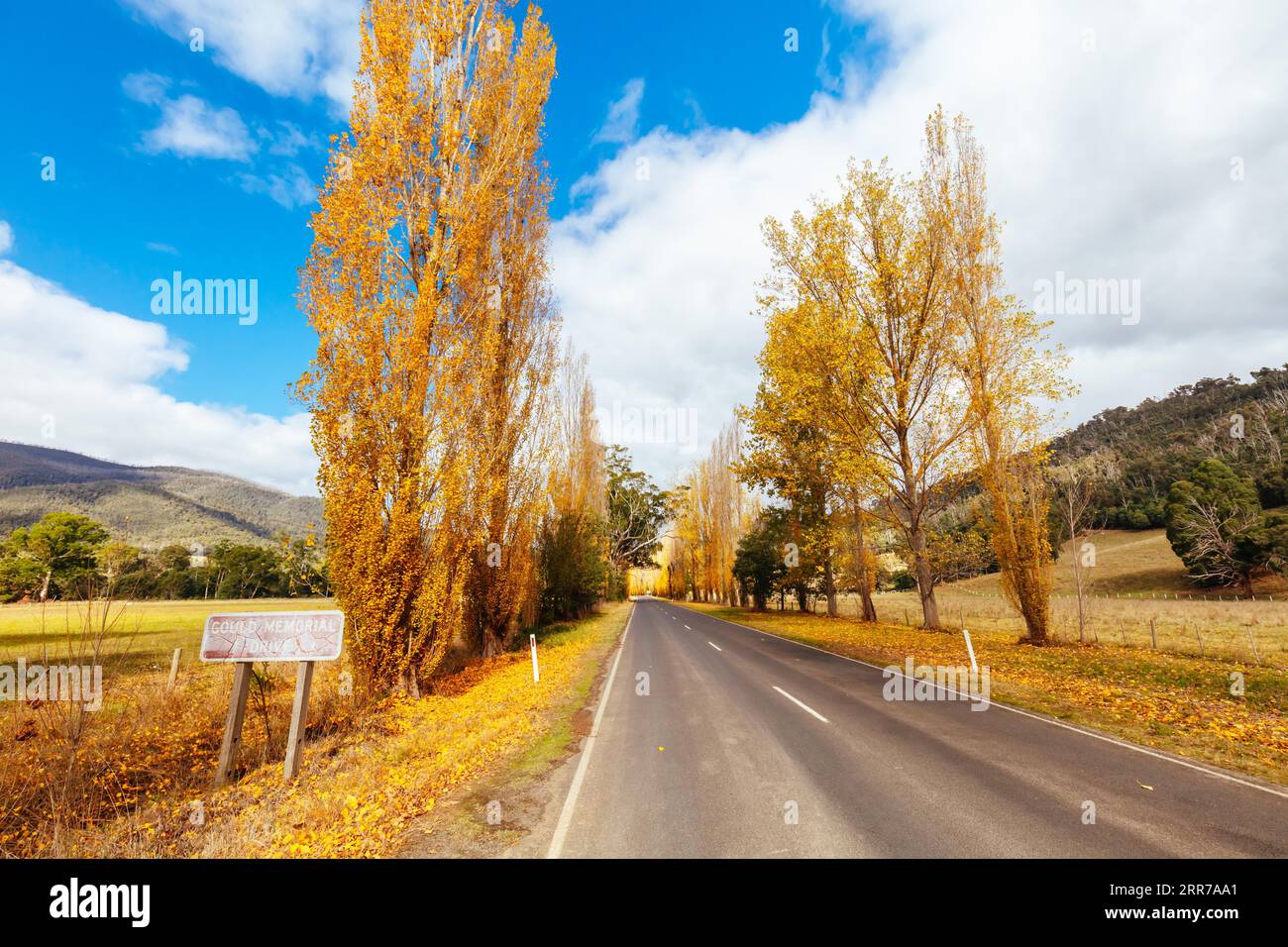 Der legendäre Gould Memorial Drive in herbstlichen Farben auf der Buxton-Marysville Rd in der Nähe der ländlichen Stadt Marysville in Victoria, Australien Stockfoto