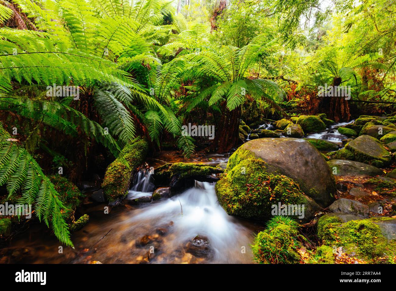 Die atemberaubende öffentliche Rainforest Gallery an den Hängen des Mt Donna Buang in der Nähe von Warburton Victoria, Australien Stockfoto
