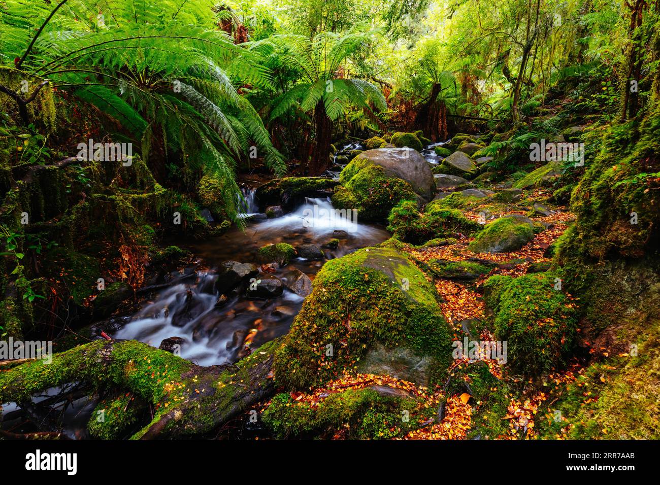 Die atemberaubende öffentliche Rainforest Gallery an den Hängen des Mt Donna Buang in der Nähe von Warburton Victoria, Australien Stockfoto