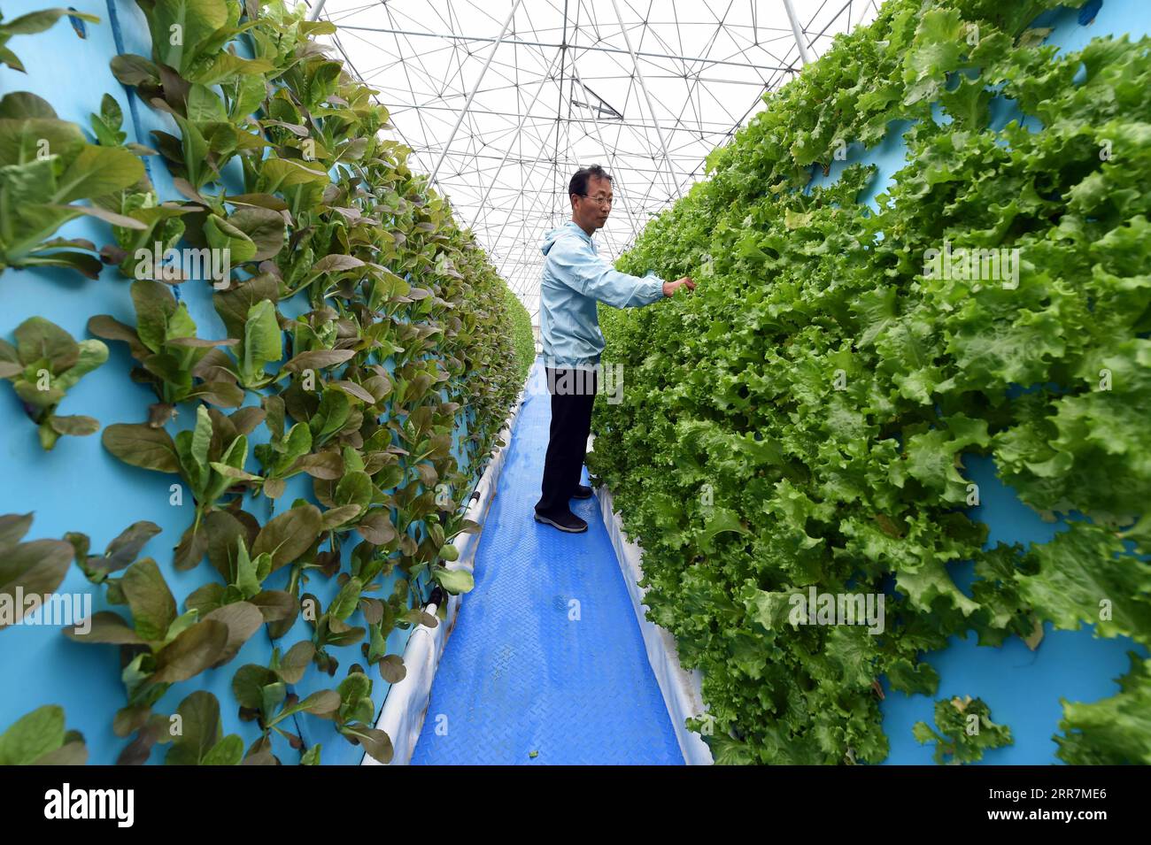 210331 -- HEFEI, 31. März 2021 -- Ein Mitarbeiter überprüft Gemüse, das in einem Gewächshaus eines landwirtschaftlichen Gartens in Nangang, Stadt Hefei, ostchinesische Provinz Anhui, bodenfrei angebaut wird, 31. März 2021. Unter den bodenlosen Anbausystemen wächst Gemüse in diesem landwirtschaftlichen Garten vertikal auf den Anbauregalen, wobei die Spritzgeräte die Nährlösung zerstäuben und direkt auf das Wurzelsystem der Pflanzen sprühen, was die Landnutzungsfläche und die Arbeitskosten erheblich spart. CHINA-ANHUI-HEFEI-SOILLESS CULTURE VEGETABLES CN ZHOUXMU PUBLICATIONXNOTXINXCHN Stockfoto