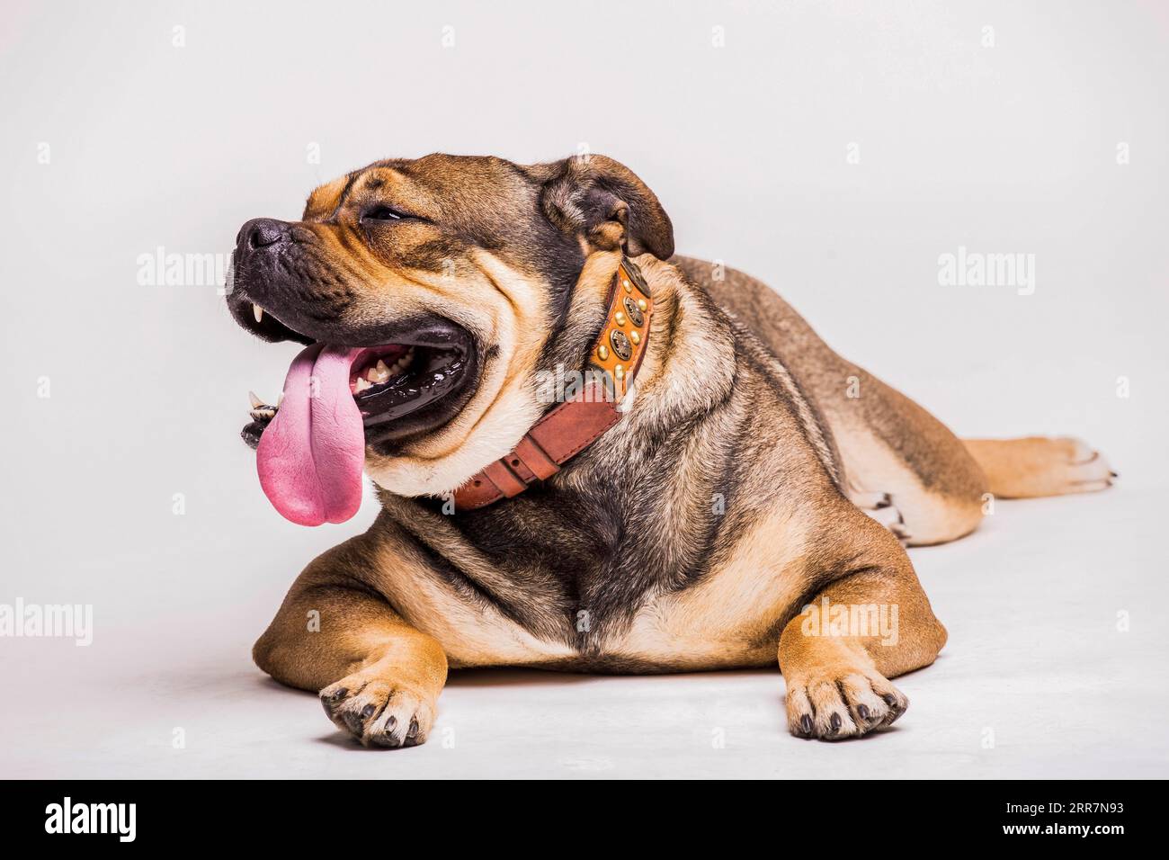 Bulldogge im Porträt, mit ausgestreckter Zunge auf weißem Hintergrund Stockfoto