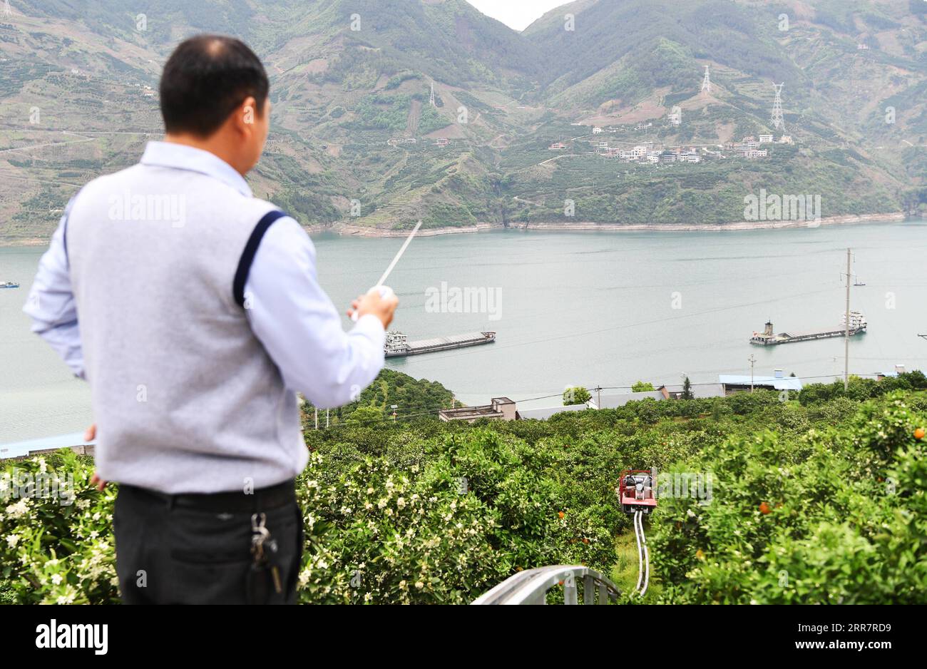 210403 -- CHONGQING, 3. April 2021 -- Zhang Runfu steuert einen vierrädrigen LKW mit ernteten Orangen auf einer Spur im Zickzack, die entlang des Geländes des des Hangs in einem Obstgarten im Santuo Village im Fengjie County, südwestchinesisches Chongqing, 31. März 2021. Dank des einzigartigen Klimas und der geografischen Umgebung ist Fengjie für seine hochwertigen Nabelorangen bekannt. Der Transport der Orangen war jedoch schon immer ein großes Problem, da die Grafschaft in den Hügeln versteckt ist. Um das Problem zu lösen, arbeitete Zhang Runfu, ein Unternehmer, der seit über 20 Jahren in der Provinz Guangdong arbeitet Stockfoto