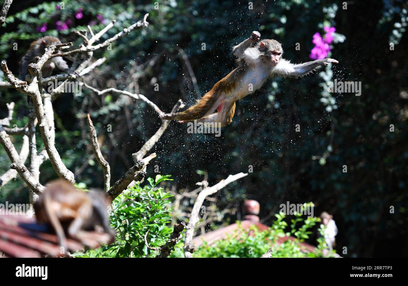 210404 -- LINGSHUI, 4. April 2021 -- Ein Makaken springt in Wasser auf der Nanwan Monkey Islet im Lingshui County, Provinz Hainan in Südchina, 4. April 2021. Nanwan Monkey Islet ist ein Naturschutzgebiet mit über 2500 Makaken, die hier leben. CHINA-HAINAN-MACAQUECN GuoxCheng PUBLICATIONxNOTxINxCHN 210404 -- LINGSHUI, 4. April 2021 -- Ein Makaken springt auf der Nanwan Monkey Islet im Lingshui County, Südchina GuoxChengxviaxwww.imago-images.de PUBLICATIONxNOTxINxCHN imago images 1001946953 Stockfoto