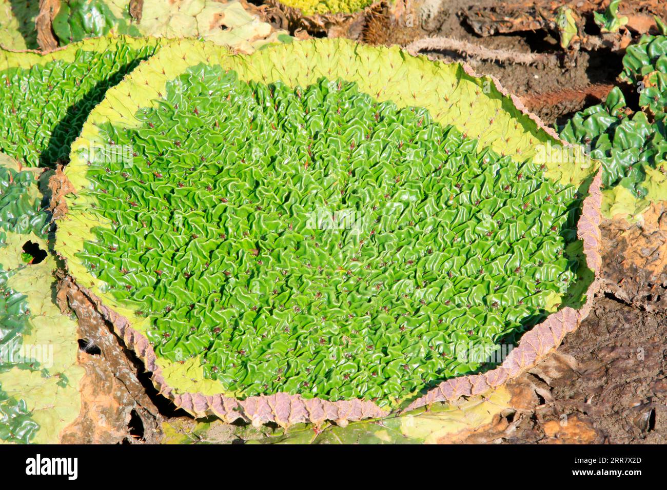 gorgon euryale Blatt Stockfoto