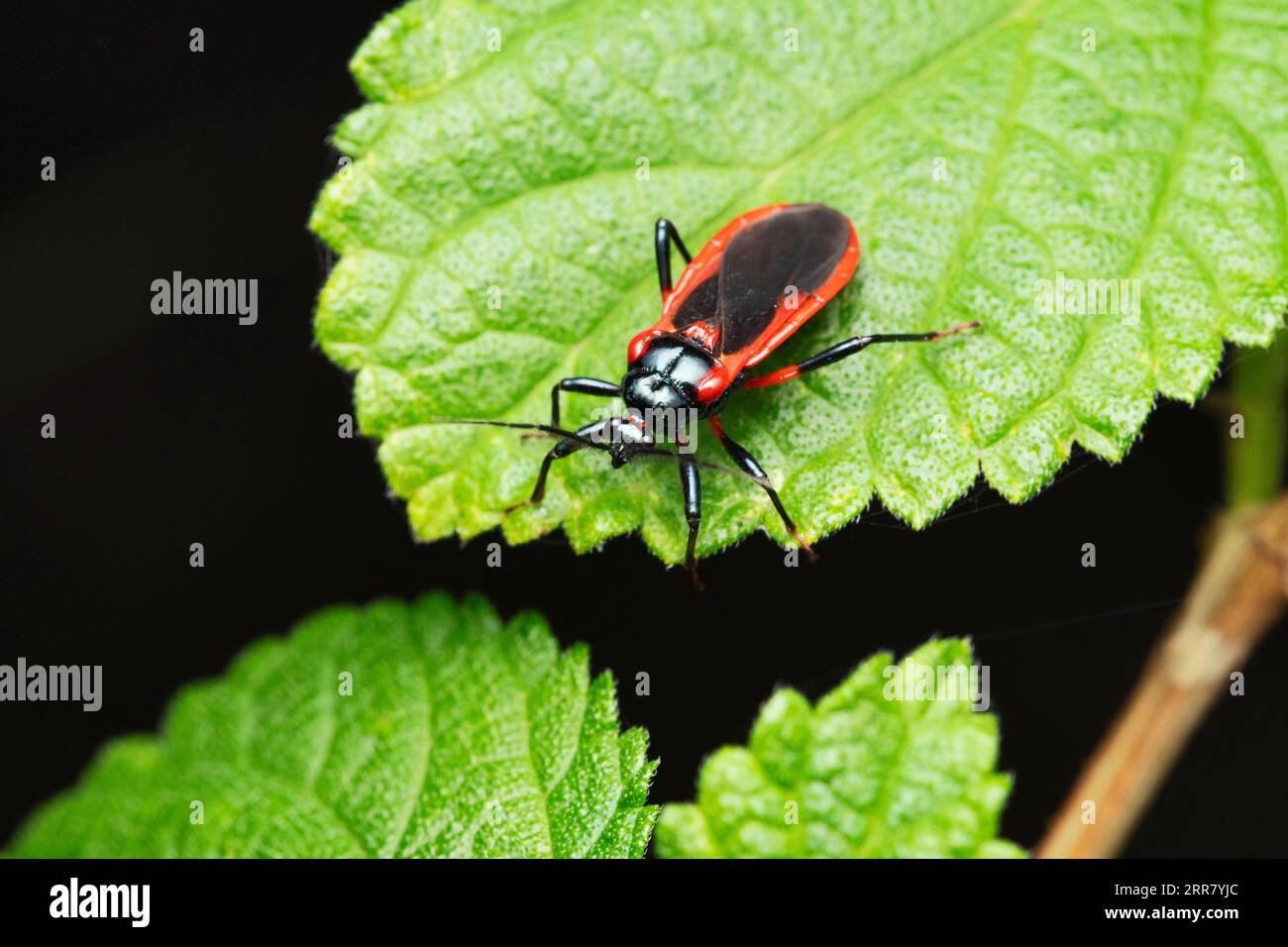 Rot-schwarze Assassinenwanze, Zelus longipes, Satara, Maharashtra, Indien Stockfoto