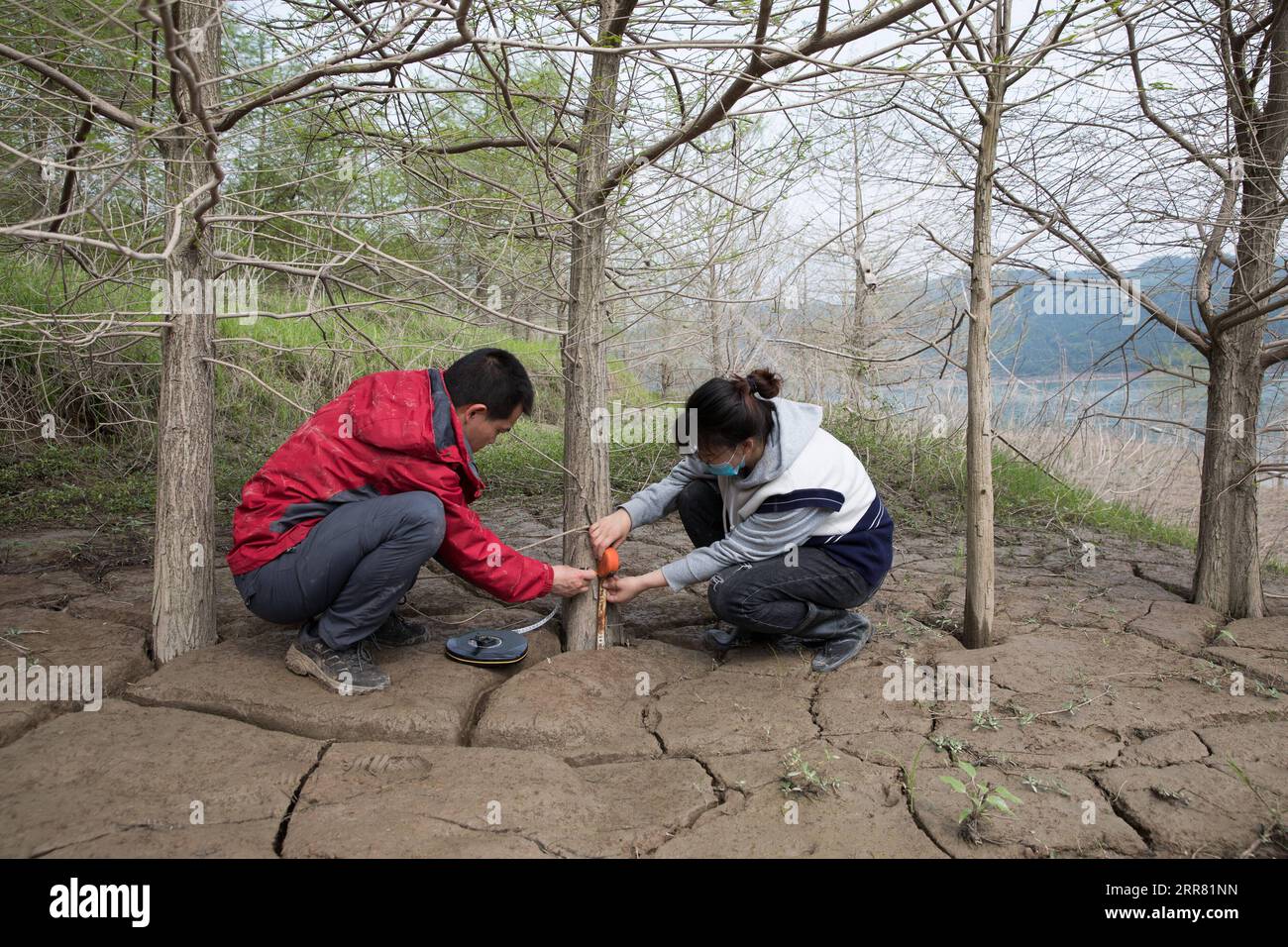 210412 -- ZHONGXIAN, 12. April 2021 -- Forscher messen das Wachstum der Vegetation an einem Probenahmestelle im Zhongxian County, südwestchinesisches Chongqing, 11. April 2021. Das Three Gorges-Projekt ist ein riesiges multifunktionales Wasserkontrollsystem am Yangtze-Fluss, Chinas längster Wasserstraße, mit einem 2.309 Meter langen und 185 Meter hohen Damm. Die Wasserstände des Stausees schwanken unweigerlich bei einem jährlichen Abwasser-Speicher-Zyklus zwischen 145 m und 175 m am Damm. Die Wasserspiegelfluktuationszone ist auch mit einigen ökologischen Problemen konfrontiert, darunter Bodenerosion und Nichtpunktquellenpollu Stockfoto