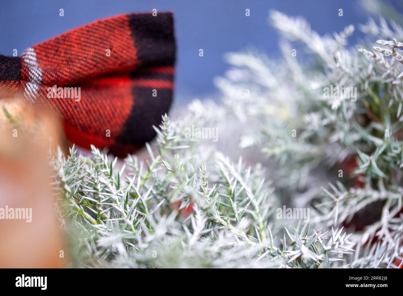 Starker Whiskey in einem Glas mit Eis und einem Zimtstab mit wacholderzweig im Hintergrund in Weihnachtsstimmung. Rot-schwarz karierte Schleife auf einem Arbeitsgang Stockfoto