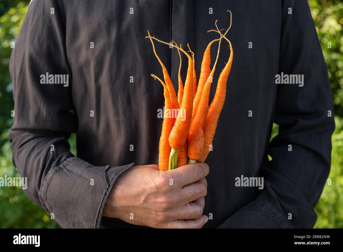 Bio-Gemüse. Frisch geerntete Karotten in der Hand der Bauern im Garten. Agrar- und Gartenkonzept Stockfoto