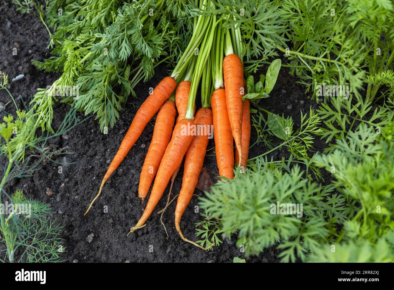 Frisch geerntete Karotten im Boden auf dem Boden. Landwirtschaftliches Landwirtschaftskonzept. Gesunde Bio-Lebensmittel Stockfoto