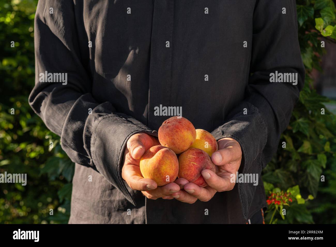 Bio-Früchte. Gesunde Ernährung. Frische Bio-Pfirsiche in den Händen der Landwirte. Konzept Landwirtschaft und Landwirtschaft Stockfoto