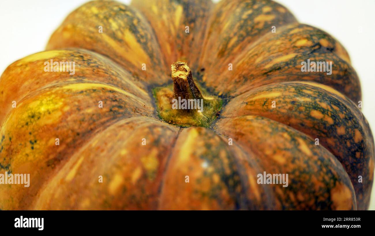 Nahaufnahme eines Reifen Kürbisstammes. Halloween. Natürliche Lebensmittel zum Kochen. Konzentrieren Sie sich auf die komplizierten Details der Kürbisstruktur. Stockfoto