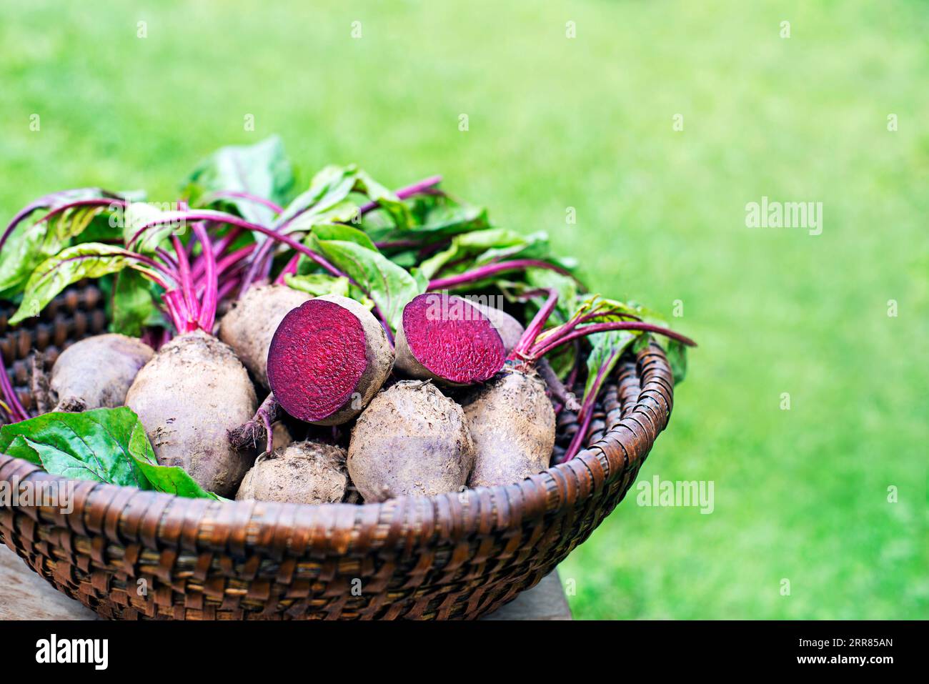 Frisch geerntete Rote Beete im Korb, Haufen hausgemachter Bio-Rüben mit Blättern auf Gartenhintergrund Stockfoto