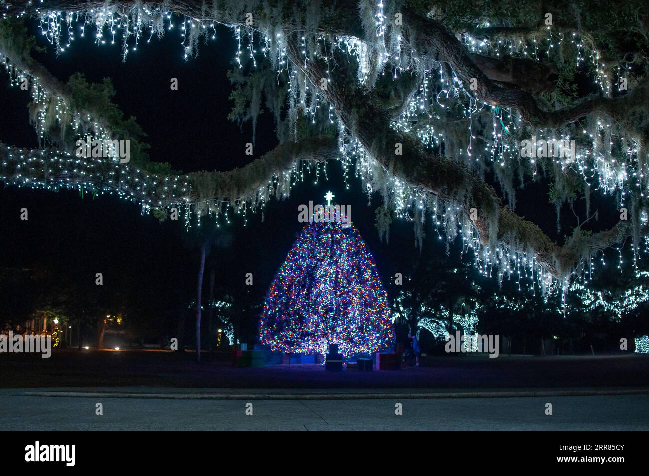 Weihnachtsbaum und Südliche Eiche, Quercus virginiana, geschmückt mit Weihnachtslichtern im historischen Bezirk von Jekyll Island, Georgia Stockfoto