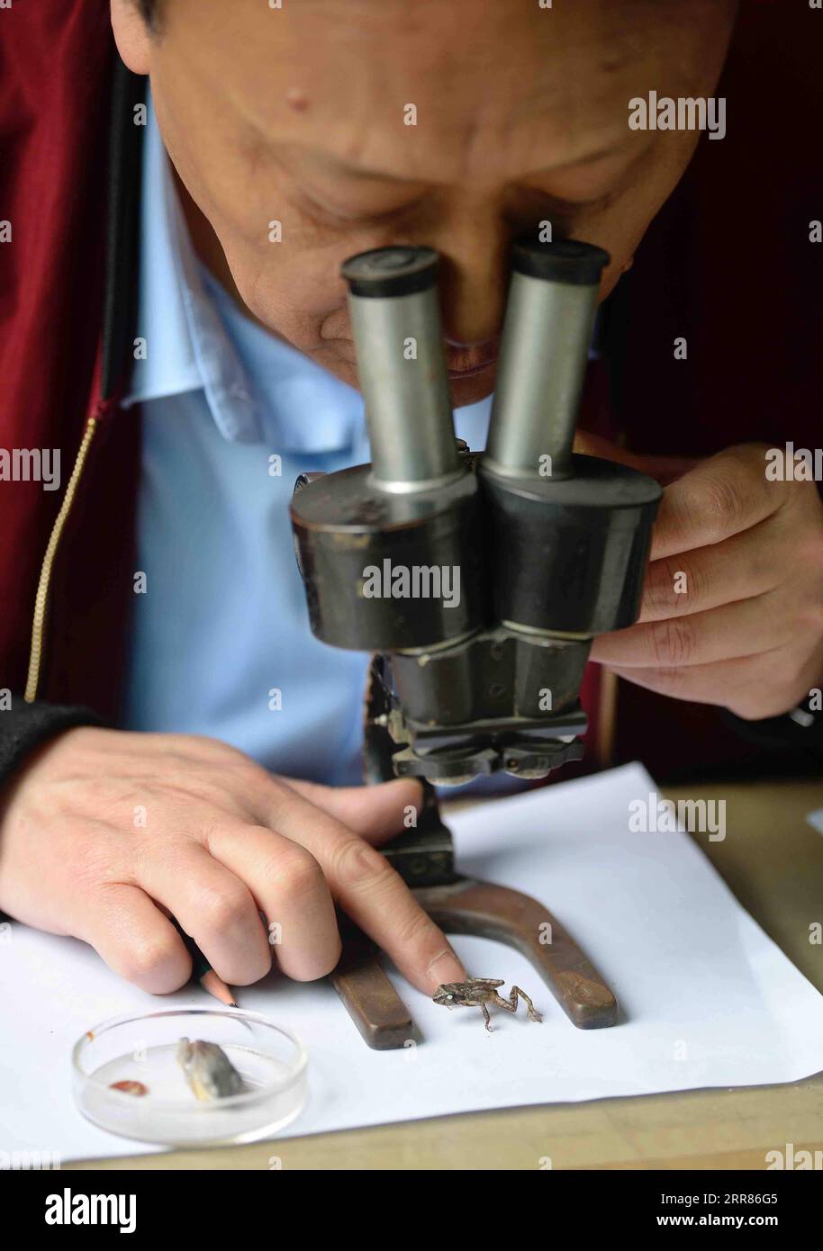 210421 -- CHENGDU, 21. April 2021 -- Li Jian beobachtet sein Thema durch das Mikroskop in seinem Büro am Chengdu Institute of Biology der Chinesischen Akademie der Wissenschaften in Chengdu, südwestchinesische Provinz Sichuan, am 13. April 2021. Es ist meine Pflicht, diese niedlichen Tiere aus den besten Blickwinkeln, mit den genauesten Details und in den engsten Farben für die Leser darzustellen, sagte Li Jian, ein 60-jähriger Senior Experimentalist des Chengdu Institute of Biology der Chinesischen Akademie der Wissenschaften. Li zeichnet für wissenschaftliche Zwecke seit seinem Eintritt in das Institut im Jahr 1978, während dessen er sich für die Zeit der Forschung engagiert Stockfoto