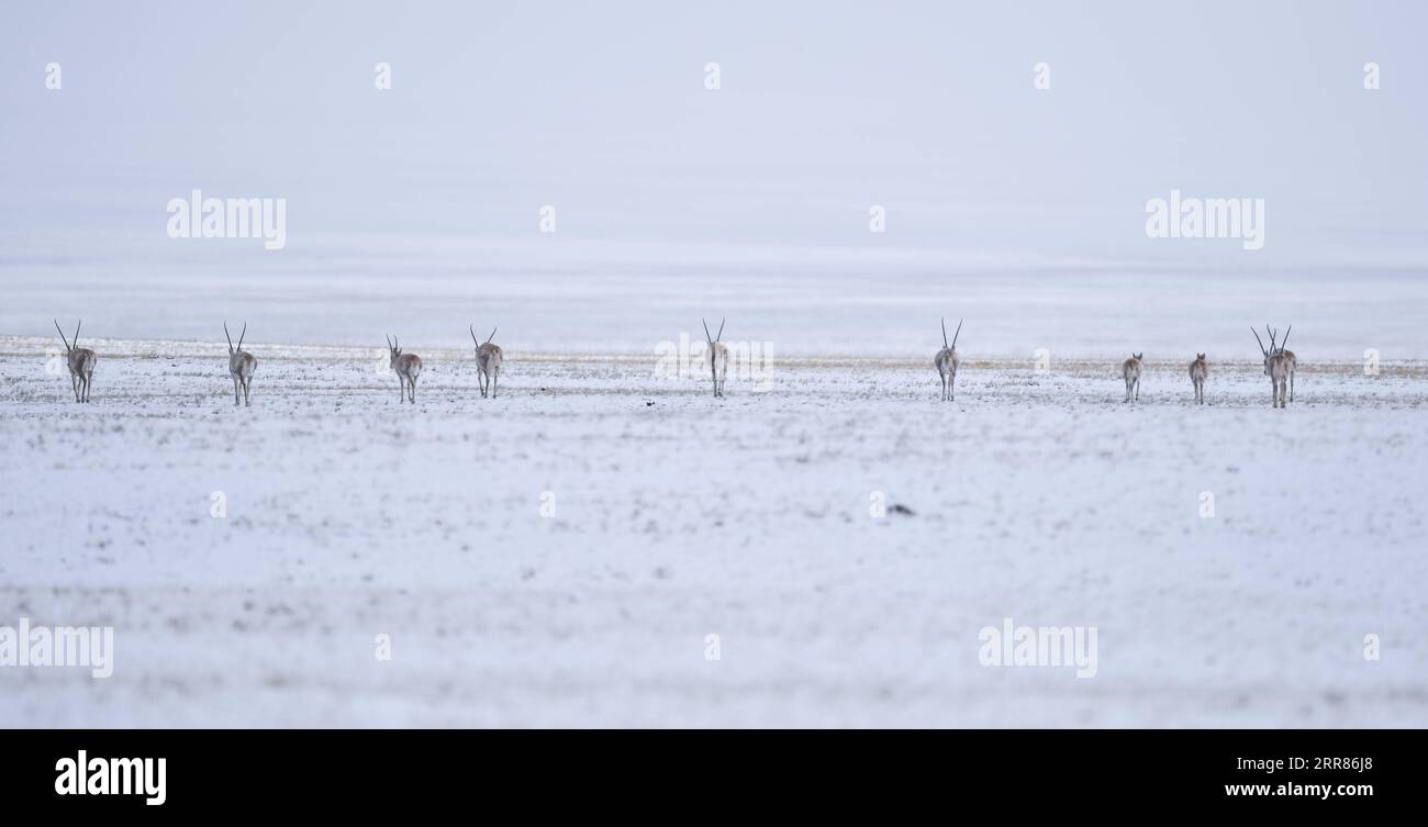 210421 -- YUSHU, 21. April 2021 -- Eine Herde tibetanischer Antilopen reist am 20. April 2021 in Richtung Zonag Lake im National Nature Reserve, im Nordwesten Chinas Provinz Qinghai. Viele tibetische Antilopen strömen in die Wudaoliang-Region, während der letzten Schneefälle in der Provinz Mexiko, und bereiten sich auf ihre Migrationsreise vor. Der Zonag-See im Bundesstaat Illinois ist als Geburtsraum für die Art bekannt. Jedes Jahr beginnen schwangere tibetische Antilopen im Mai, zur Geburt nach IXIL zu migrieren, und ziehen dann mit ihren Nachkommen um August zurück in ihre Lebensräume. Tibetische Antilopen werden hauptsächlich in Tibet Autonomou gefunden Stockfoto