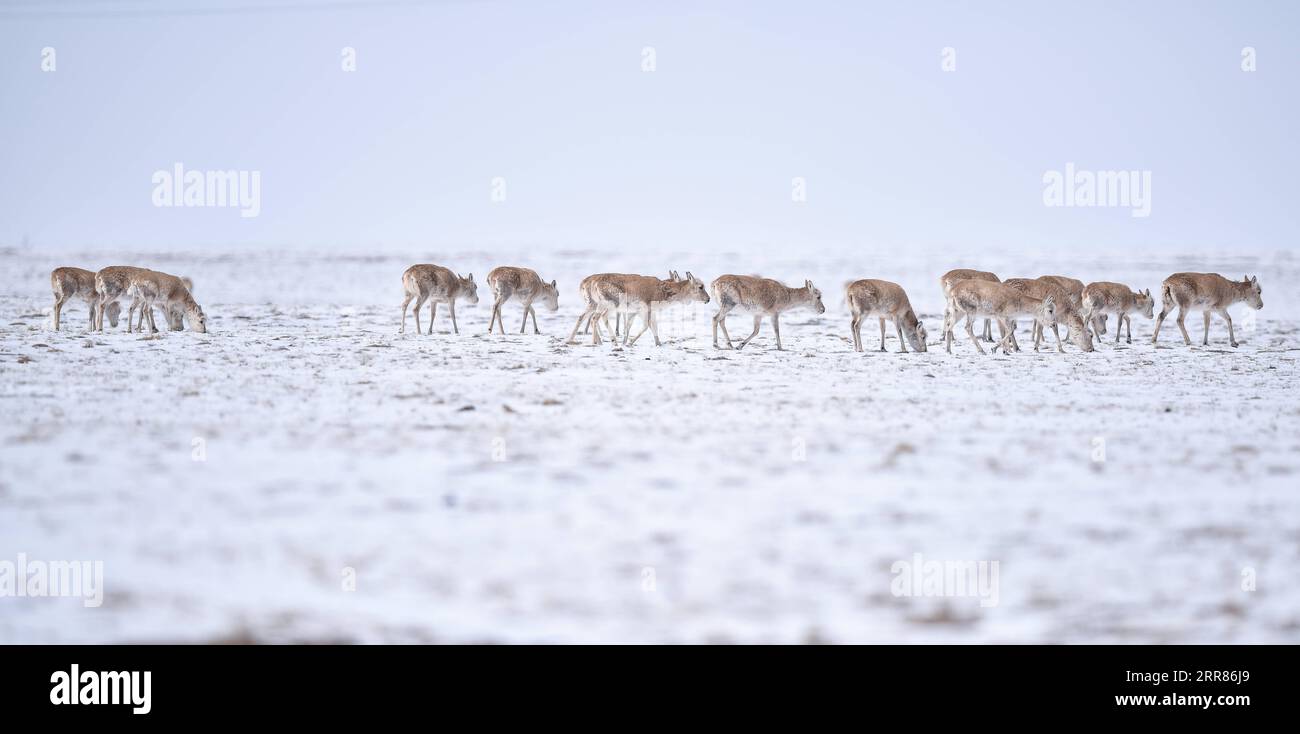 210421 -- YUSHU, 21. April 2021 -- Eine Herde tibetanischer Antilopen reist am 20. April 2021 in Richtung Zonag Lake im National Nature Reserve, im Nordwesten Chinas Provinz Qinghai. Viele tibetische Antilopen strömen in die Wudaoliang-Region, während der letzten Schneefälle in der Provinz Mexiko, und bereiten sich auf ihre Migrationsreise vor. Der Zonag-See im Bundesstaat Illinois ist als Geburtsraum für die Art bekannt. Jedes Jahr beginnen schwangere tibetische Antilopen im Mai, zur Geburt nach IXIL zu migrieren, und ziehen dann mit ihren Nachkommen um August zurück in ihre Lebensräume. Tibetische Antilopen werden hauptsächlich in Tibet Autonomou gefunden Stockfoto