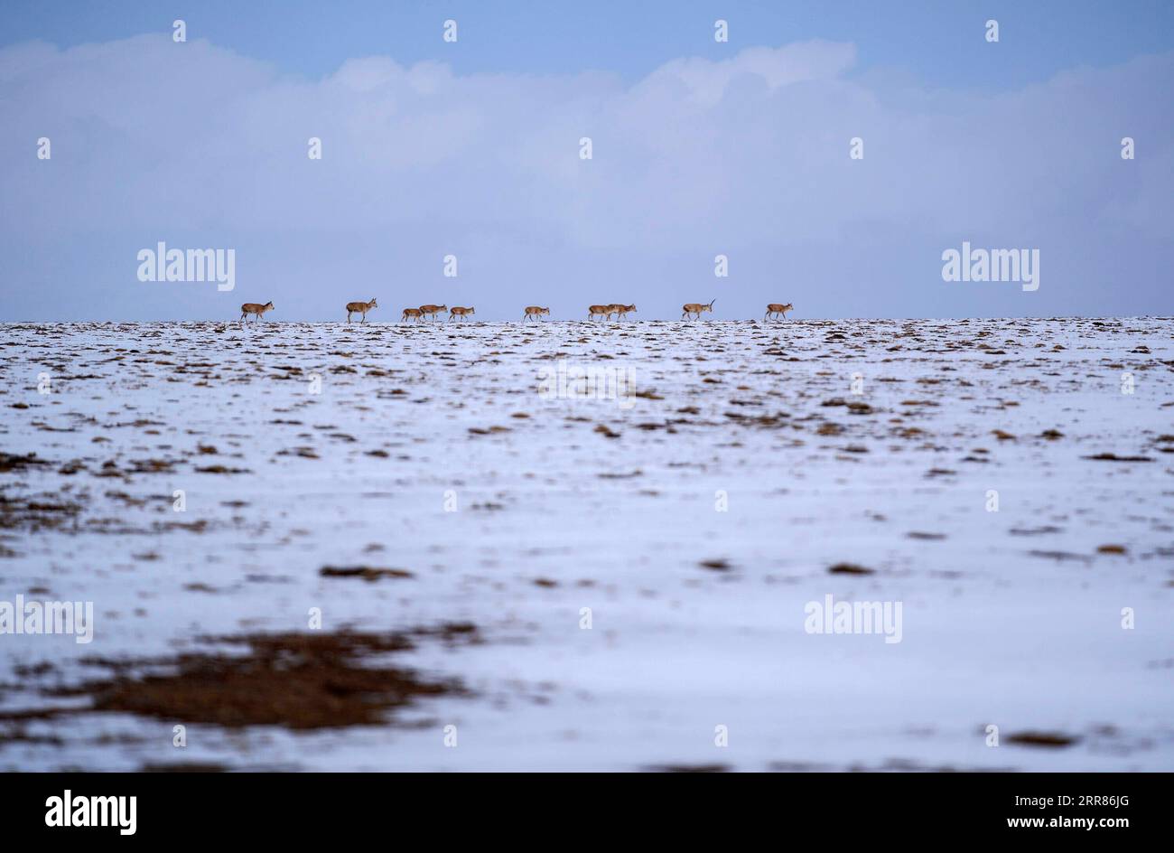 210421 -- YUSHU, 21. April 2021 -- Eine Herde tibetanischer Antilopen reist am 20. April 2021 in Richtung Zonag Lake im National Nature Reserve, im Nordwesten Chinas Provinz Qinghai. Viele tibetische Antilopen strömen in die Wudaoliang-Region, während der letzten Schneefälle in der Provinz Mexiko, und bereiten sich auf ihre Migrationsreise vor. Der Zonag-See im Bundesstaat Illinois ist als Geburtsraum für die Art bekannt. Jedes Jahr beginnen schwangere tibetische Antilopen im Mai, zur Geburt nach IXIL zu migrieren, und ziehen dann mit ihren Nachkommen um August zurück in ihre Lebensräume. Tibetische Antilopen werden hauptsächlich in Tibet Autonomou gefunden Stockfoto