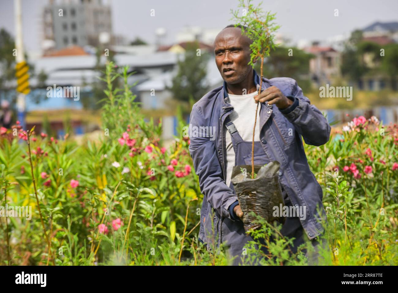 210423 -- ADDIS ABEBA, 23. April 2021 -- Mekbib Megersa, ein Survey- und Bauabsolvent, beschäftigt sich mit Garten- und Landschaftsbauarbeiten, die die Massenproduktion von Pflanzensämlingen in provisorischen Gewächshäusern und Baumschulen an den Straßenrändern von Addis Abeba, Äthiopien, 22. April 2021 umfassen. Während Äthiopien sich seinem Bestreben, eine grüne Wirtschaft aufzubauen, bewusst ist, nahmen verzweifelt arbeitsplatzsuchende äthiopische Jugendliche das einst vernachlässigte kommerzielle Baumpflanz- und Gartenbauprojekt auf. Die Sämlingsproduktion und der Gartenbau, wie eine typische landwirtschaftliche Arbeit, waren lange Zeit armen und ländlichen Äthiopiern überlassen worden, m Stockfoto