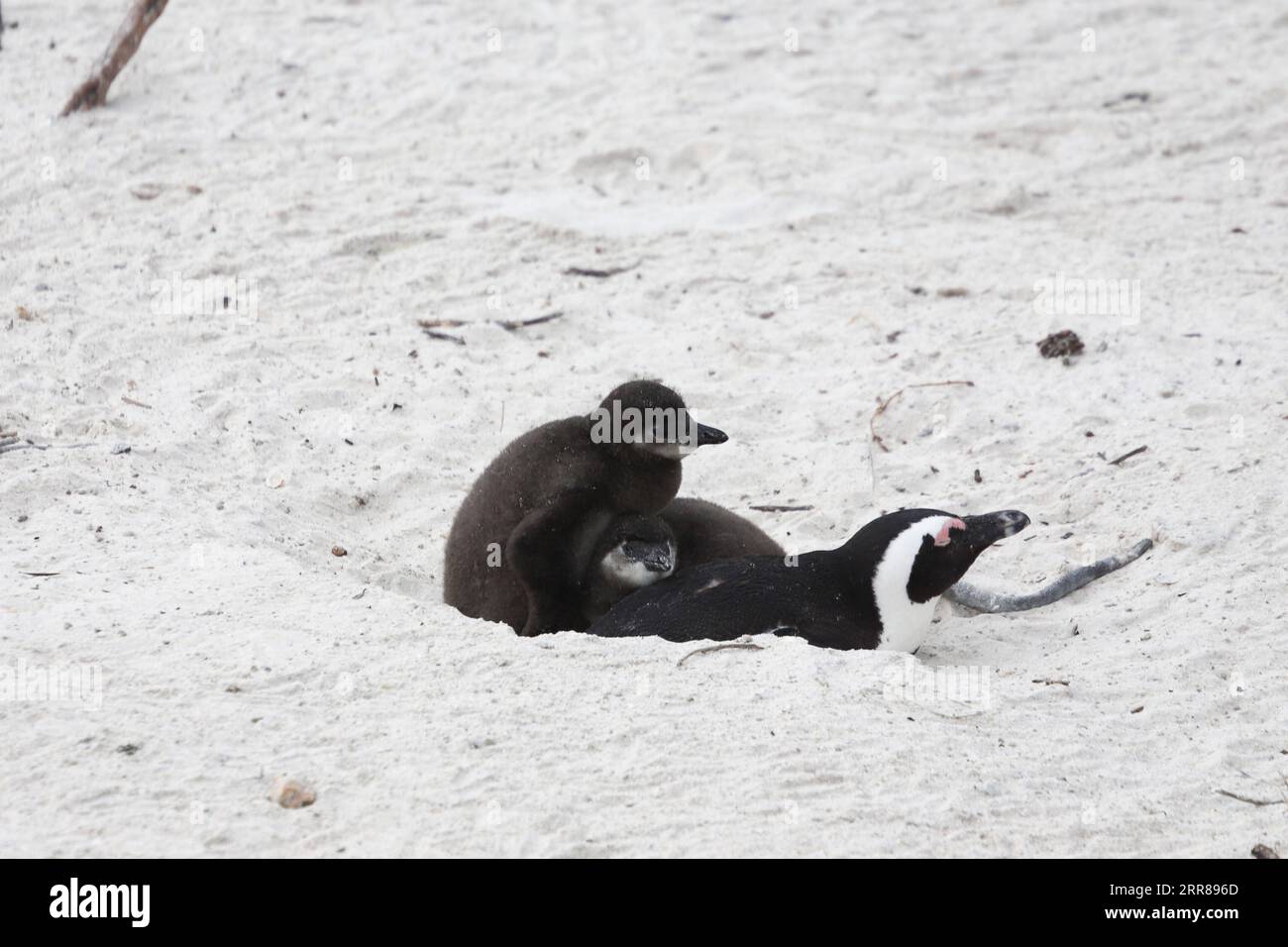 210425 -- KAPSTADT, 25. April 2021 -- afrikanische Pinguine bleiben am Strand der Boulders Penguin Colony, Simon s Town, Südwest-Südafrika, 25. April 2021. Der afrikanische Pinguin ist endemisch in Küstengebieten des südlichen Afrika. Im vergangenen Jahrhundert hat es einen rapiden Bevölkerungsrückgang erlebt, der auf die übermäßige Ausbeutung von Nahrungsmitteln, die Änderung der Lebensräume von Nistplätzen, Ölverschmutzungen und den Wettbewerb um Nahrungsressourcen mit kommerzieller Fischerei zurückzuführen ist. Am 25. April findet der World Penguin Day statt, eine feierliche und pädagogische Initiative, die die Menschen ermutigt, mehr über Pinguine und ihre Umgebung zu erfahren Stockfoto