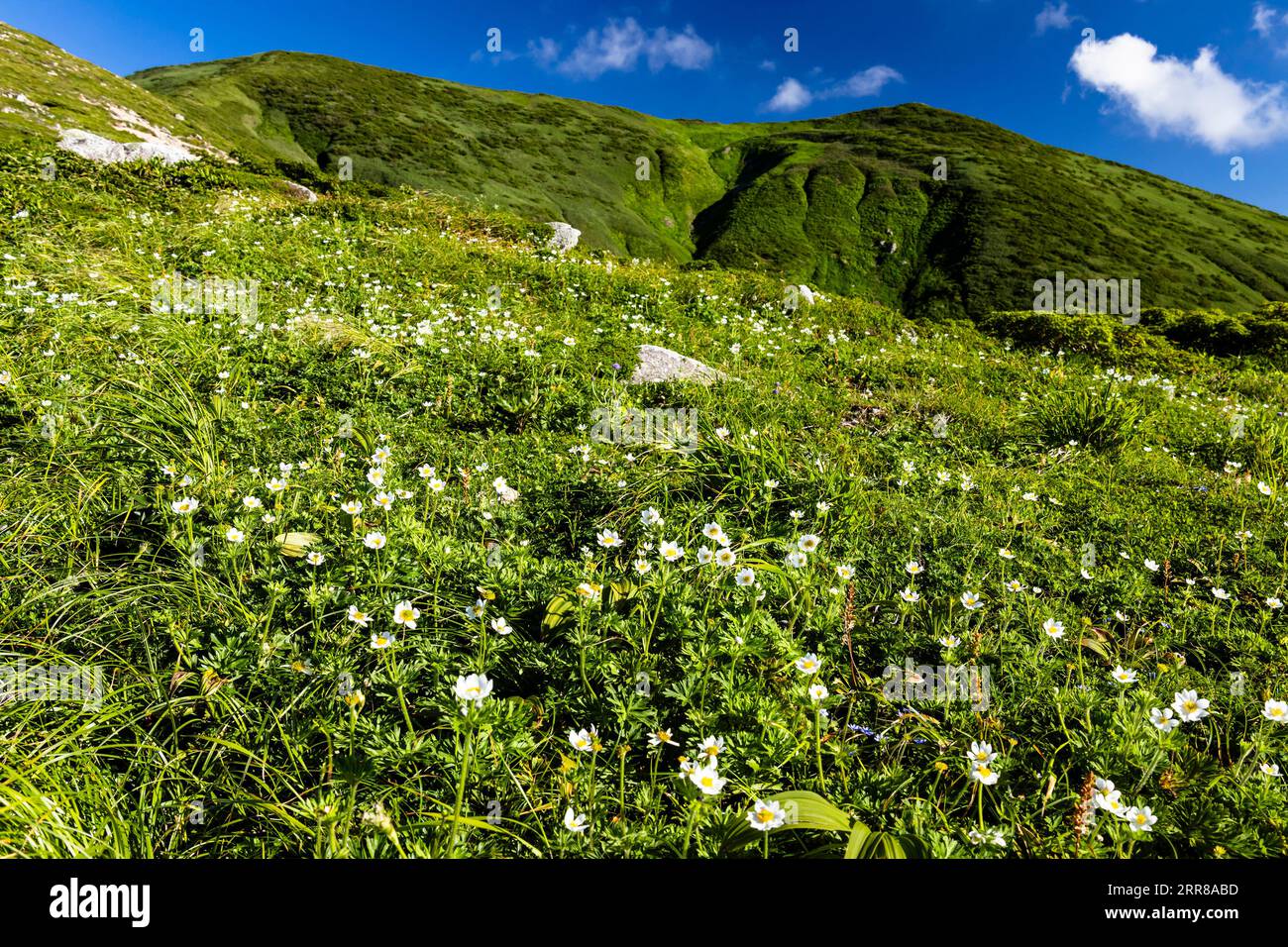 Asahi Mountain Range, weiße Blumen, Alpaine Pflanzen, Kitsuneana Schutzhütte, 100 Berge von Japan, Yamagata, Tohoku, Japan, Asien Stockfoto