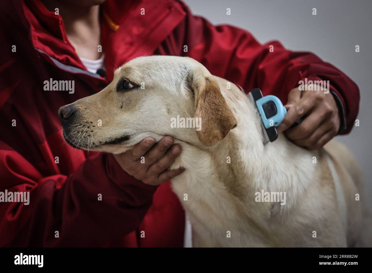 210428 -- DALIAN, 28. April 2021 -- Trainer Fu Mingyan kämmt einen Blindenhund in Dalian, Provinz Liaoning im Nordosten Chinas, 22. April 2021. Die Dalian-Niederlassung des China Guide Dog Training Center, das im Mai 2006 gegründet wurde, ist eine gemeinnützige Ausbildungseinrichtung für Blindenhunde in China. Es hat 239 kostenlose Blindenhunde für sehbehinderte Menschen im ganzen Land zur Verfügung gestellt. Blindenhunde in der Mitte werden streng aus Labrador und Golden Retrievers ausgewählt. Normalerweise 45 Tage nach der Geburt werden diese Welpen zu freiwilligen Familien geschickt, um sich mit dem menschlichen Leben vertraut zu machen und einige einfache Befehle zu lernen. Stockfoto