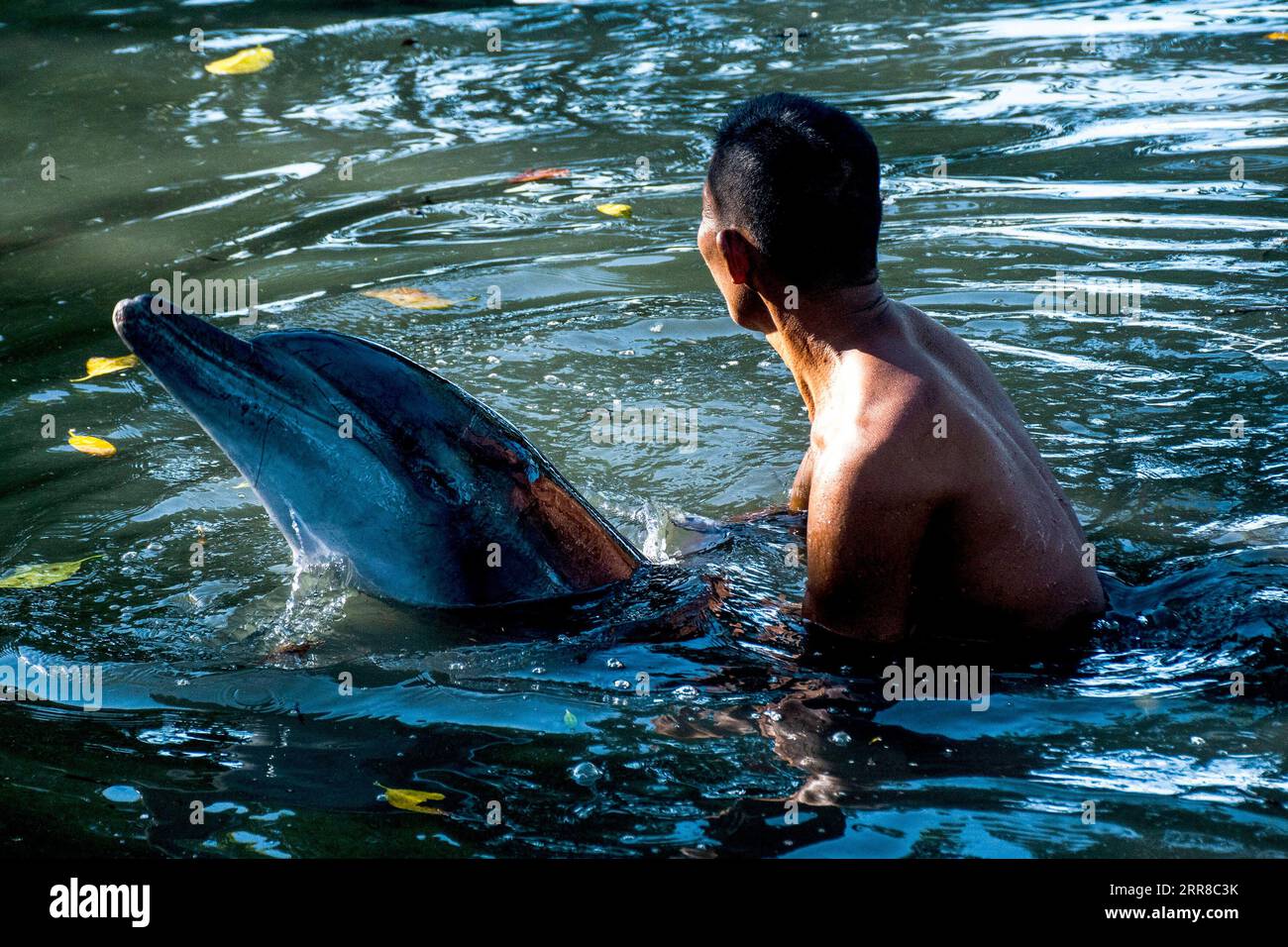 210430 -- SOUTH SULAWESI, 30. April 2021 -- ein Beamter des South Sulawesi Natural Resources Conservancy Center BKSDA versucht, einen zwei Meter langen, rauhgezahnten Delfin freizulassen, der auf einer Fischfarm in Maros, South Sulawesi, Indonesien, am 30. April 2021 festsitzt. Foto von /Xinhua INDONESIA-SOUTH SULAWESI-DOLPHIN-RELEASE NiazxSharief PUBLICATIONxNOTxINxCHN Stockfoto