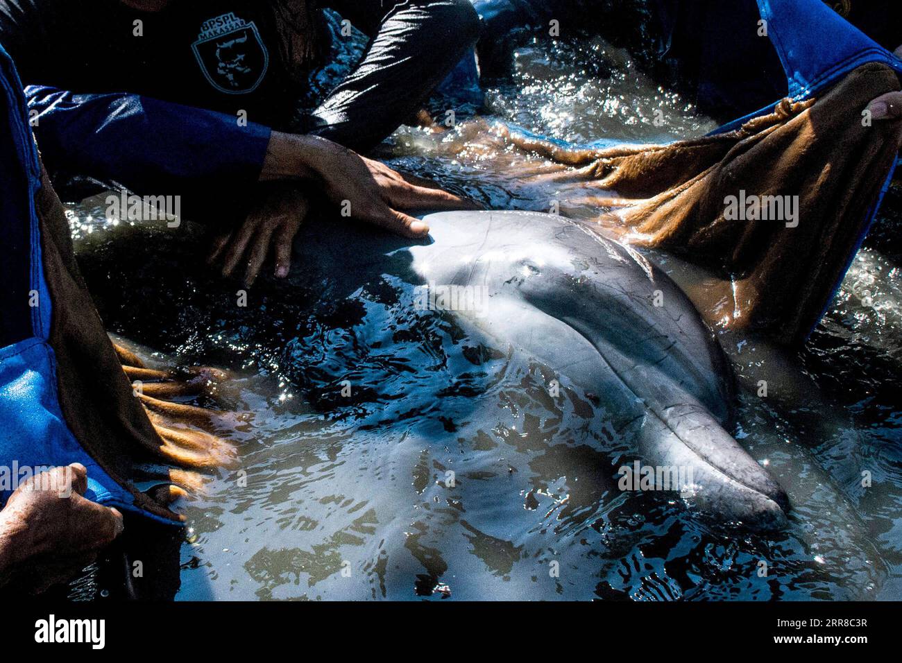 210430 -- SOUTH SULAWESI, 30. April 2021 -- Beamte des South Sulawesi Natural Resources Conservancy Center BKSDA versuchen, einen zwei Meter langen rauhgezahnten Delfin freizulassen, der auf einer Fischfarm im Bezirk Maros, South Sulawesi, Indonesien, am 30. April 2021 festsitzt. Foto von /Xinhua INDONESIA-SOUTH SULAWESI-DOLPHIN-RELEASE NiazxSharief PUBLICATIONxNOTxINxCHN Stockfoto