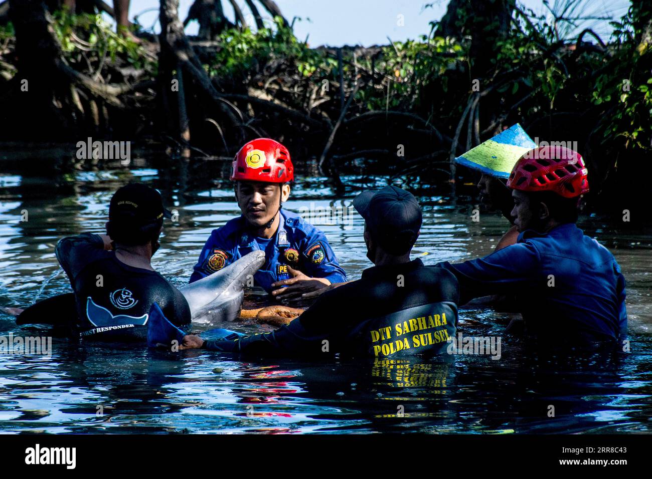 210430 -- SOUTH SULAWESI, 30. April 2021 -- Beamte des South Sulawesi Natural Resources Conservancy Center BKSDA versuchen, einen zwei Meter langen rauhgezahnten Delfin freizulassen, der auf einer Fischfarm im Bezirk Maros, South Sulawesi, Indonesien, am 30. April 2021 festsitzt. Foto von /Xinhua INDONESIA-SOUTH SULAWESI-DOLPHIN-RELEASE NiazxSharief PUBLICATIONxNOTxINxCHN Stockfoto