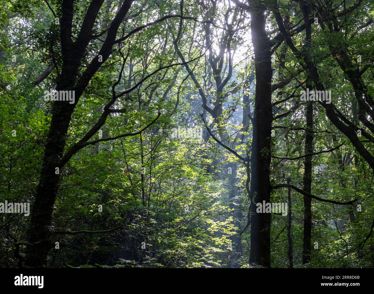 Die Waldlandschaft des Sommers, in der das Sonnenlicht durch die Bäume in einem Worcestershire-Wald fällt. Stockfoto