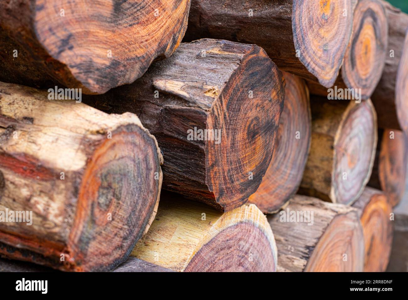 Stapel siamesischer Palisander übereinander gestapelt Stockfoto